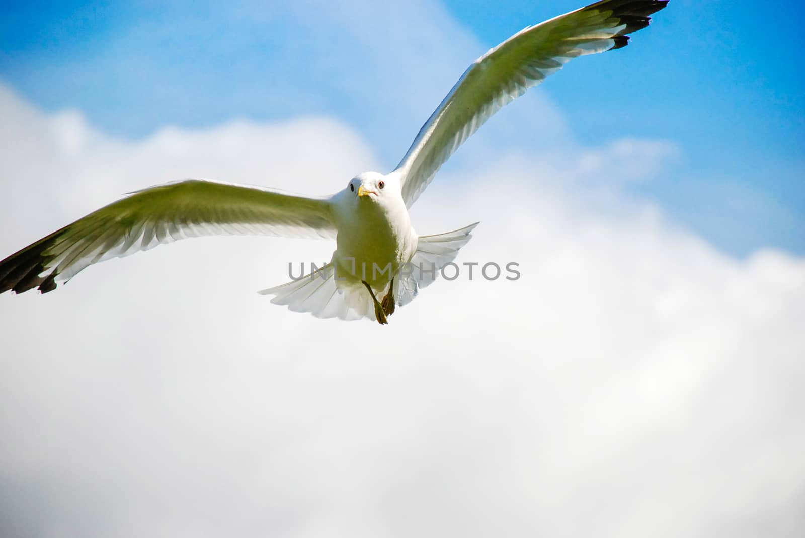 flying seagull front view with sky on background