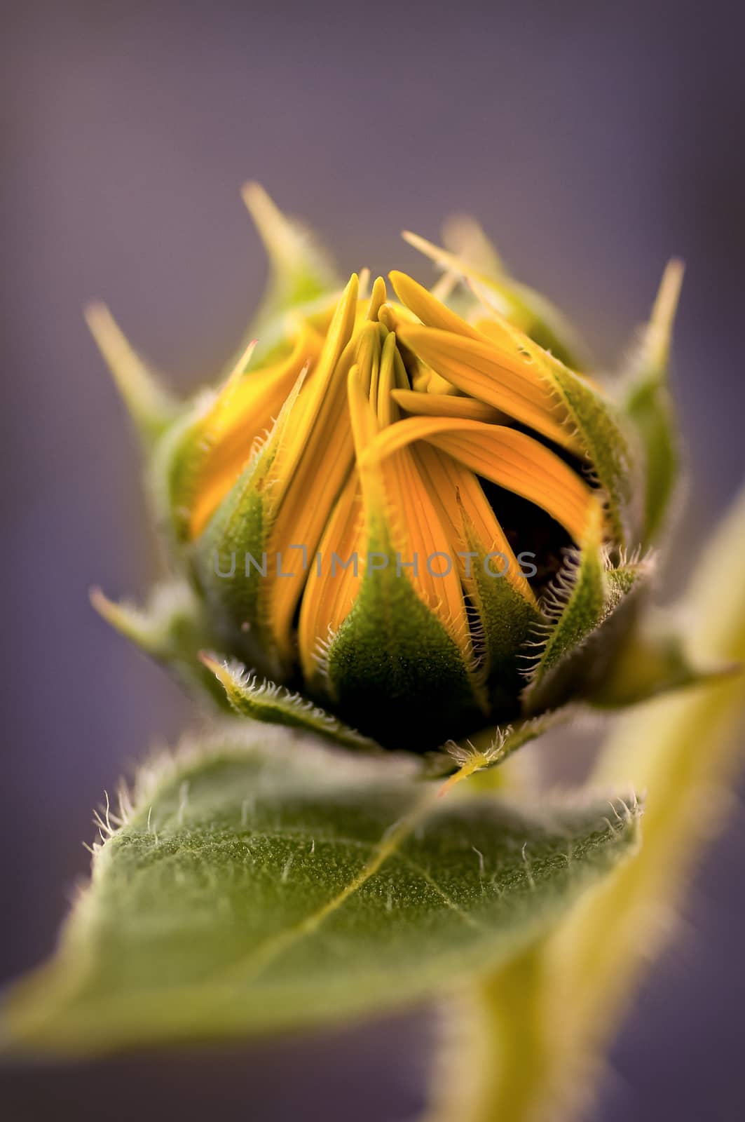 Yellow flower blooming in front of a purple background