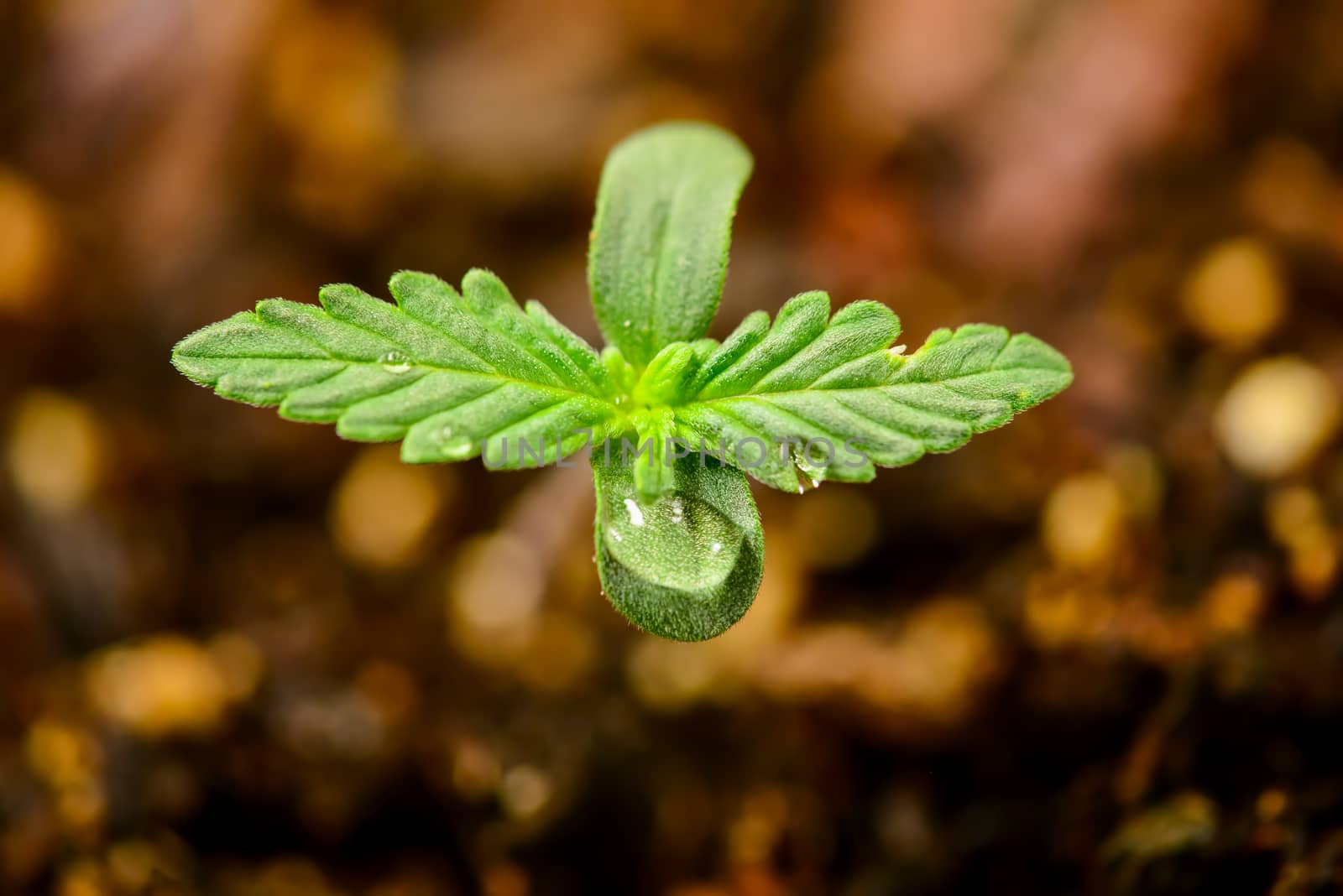 Week Old Medical Marijuana Plant stretching out for the first time
