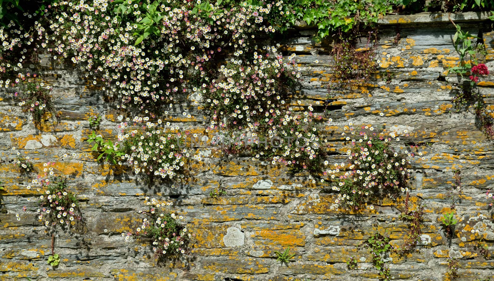 Old stone wall in a villsge in Cornwall UK, and hand built in the 19th century, adorned with small white wild daisies.