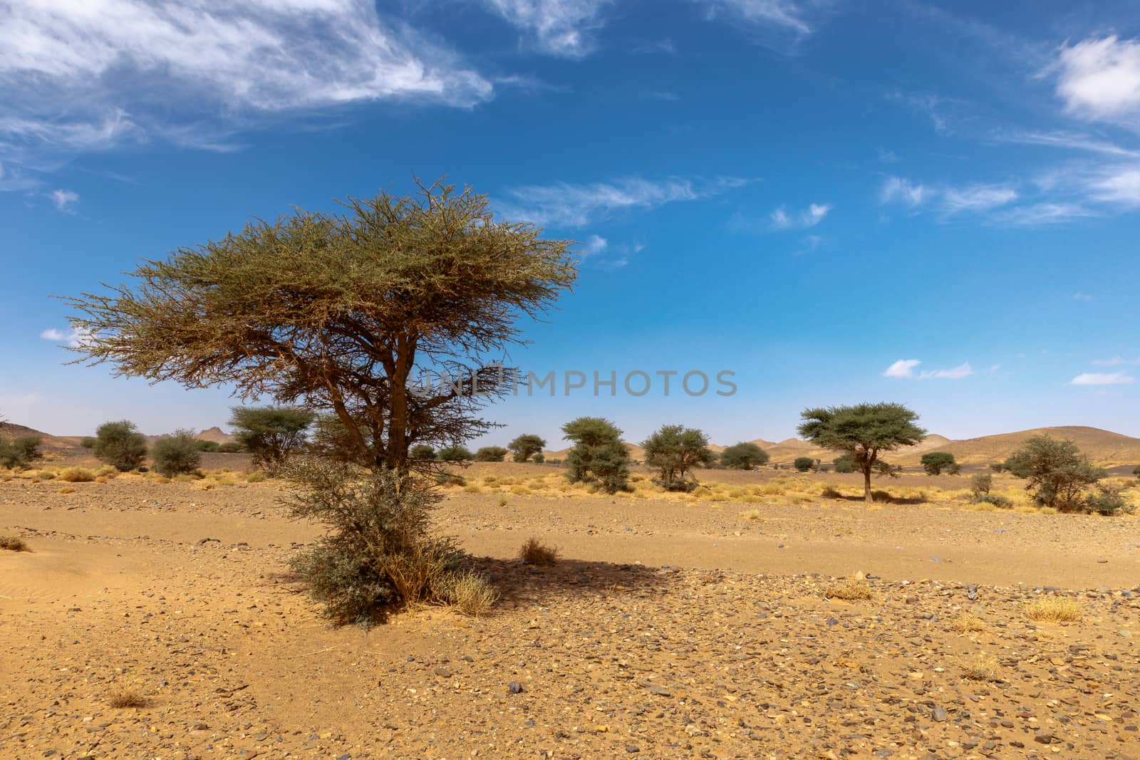 lonely tree on a background of mountains in the Sahara desert, Morocco
