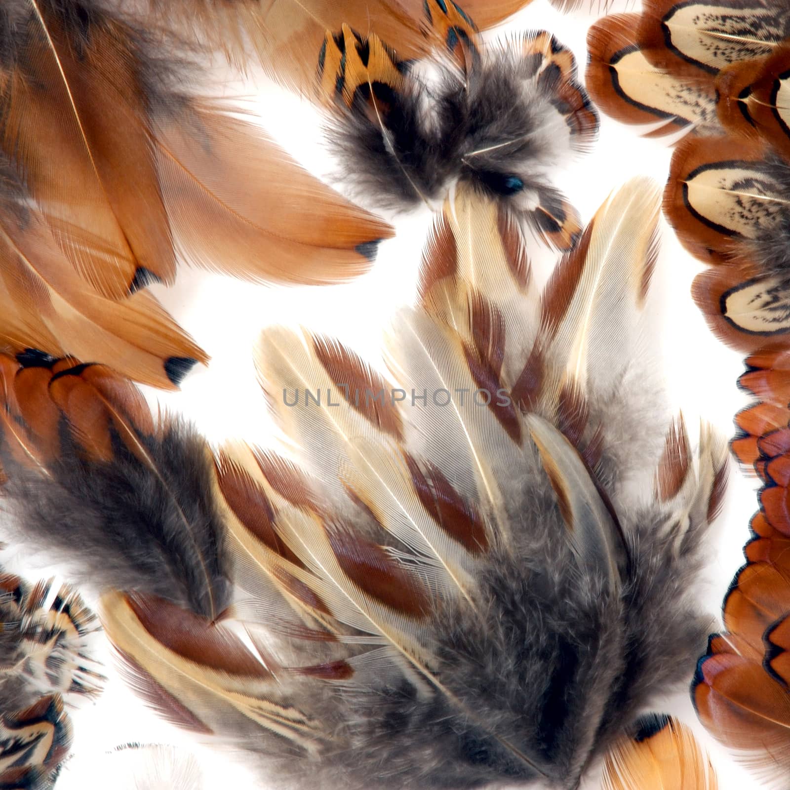 Pheasant Feathers.

An attractive and abstract design of feathers.