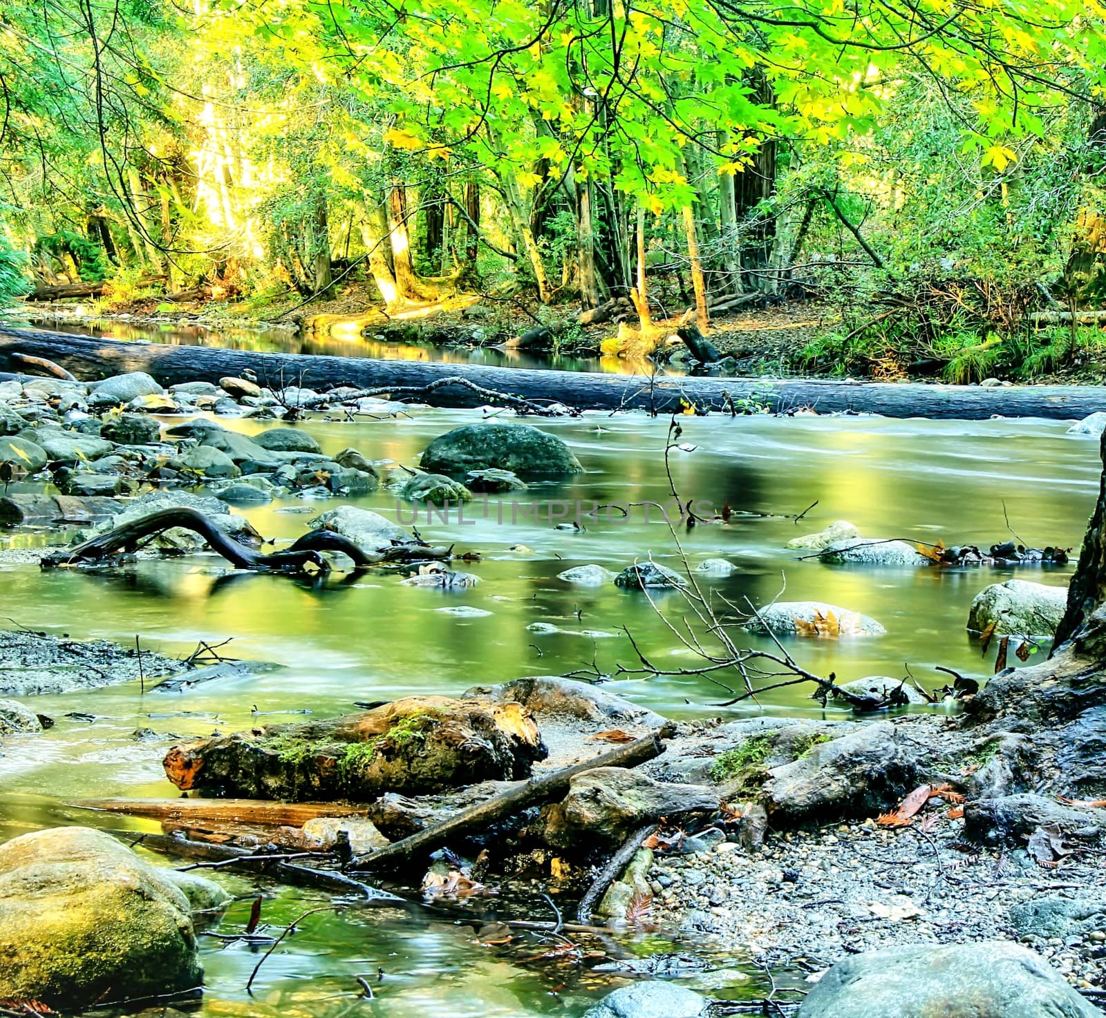 river in the forest with green trees and rocks