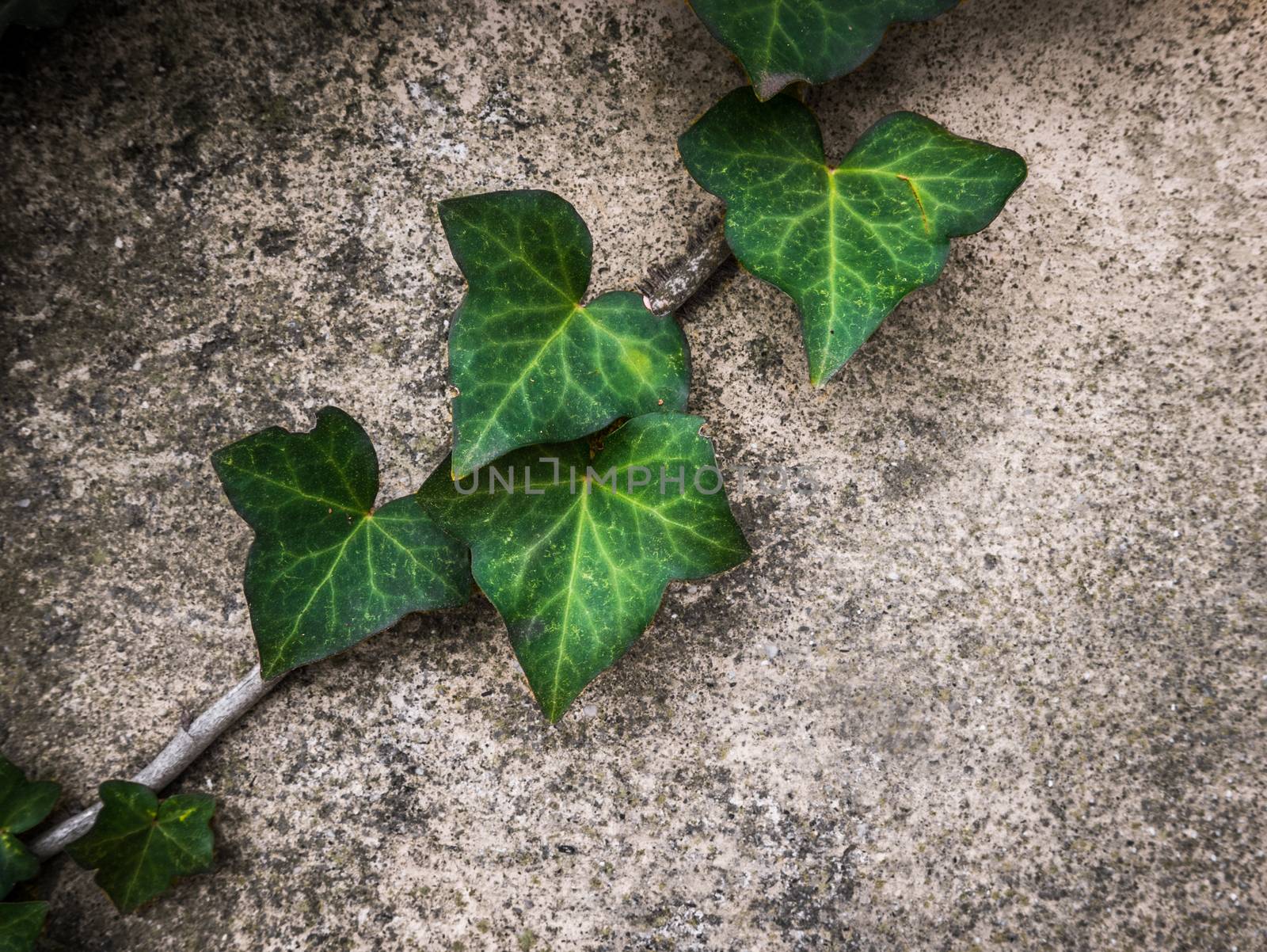 Rustic Image Of Green Ivy Against A Wall For Your Text