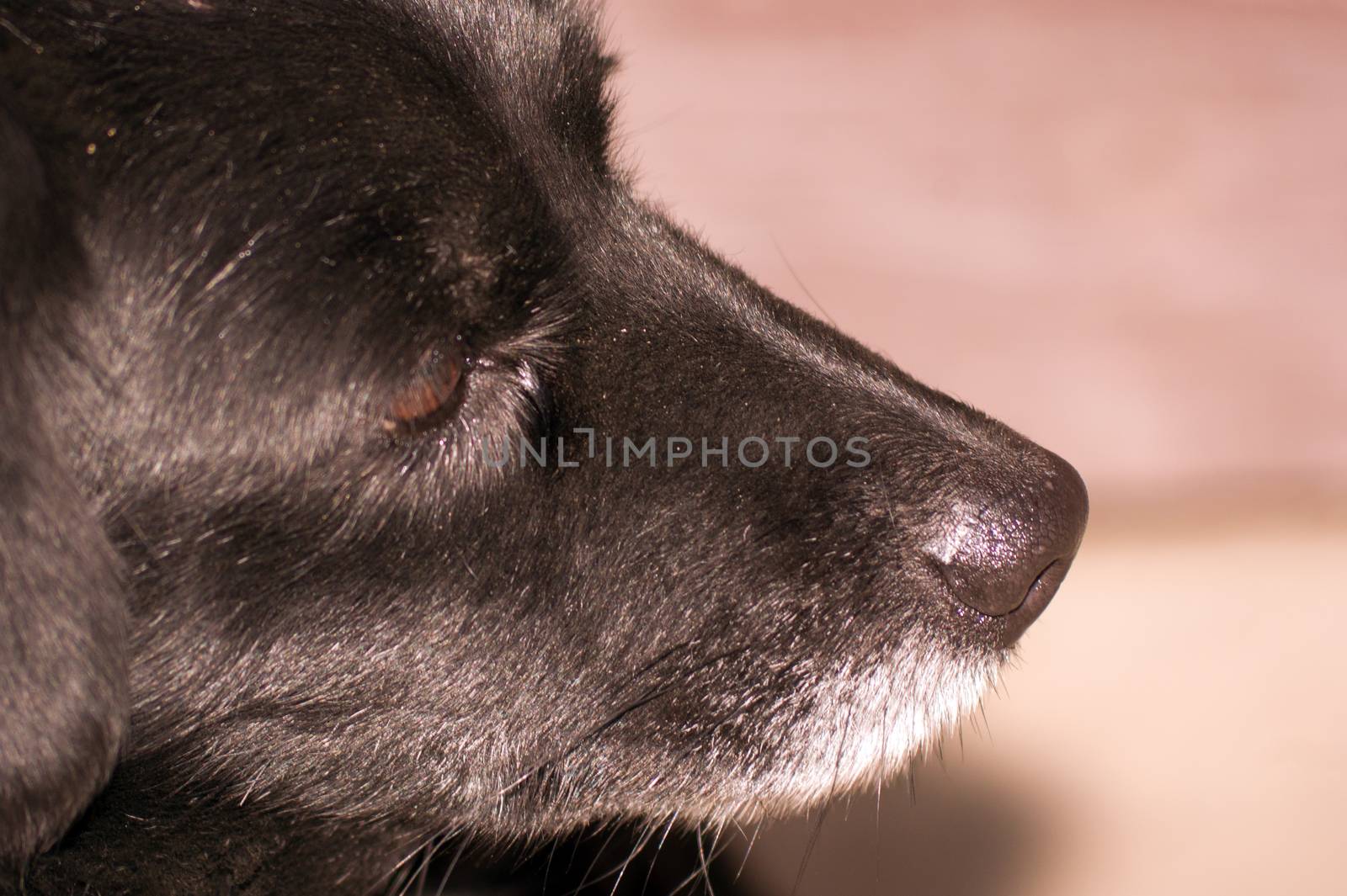 The black dog's nose and sense of smell is an important sensory organ.