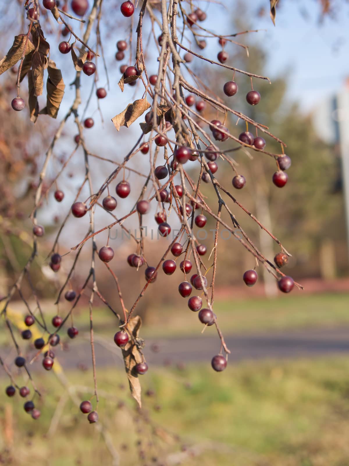 The mild winter berries trees in the park.
