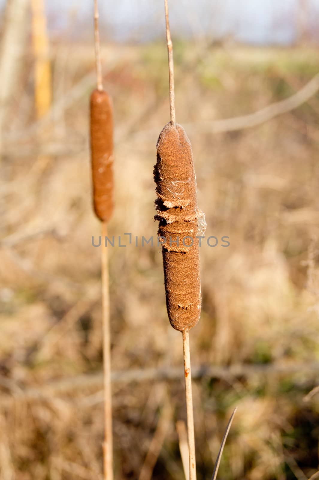 Cattail (Typha latifolia) mace made from the seeds disperse.