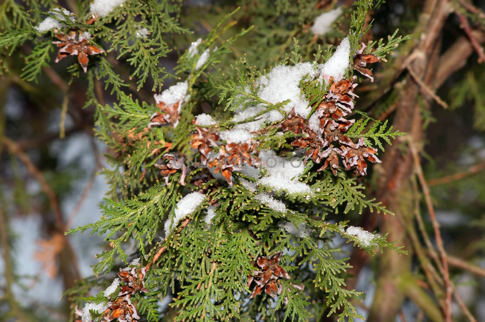 In winter, the seeds of snow-covered thuja
