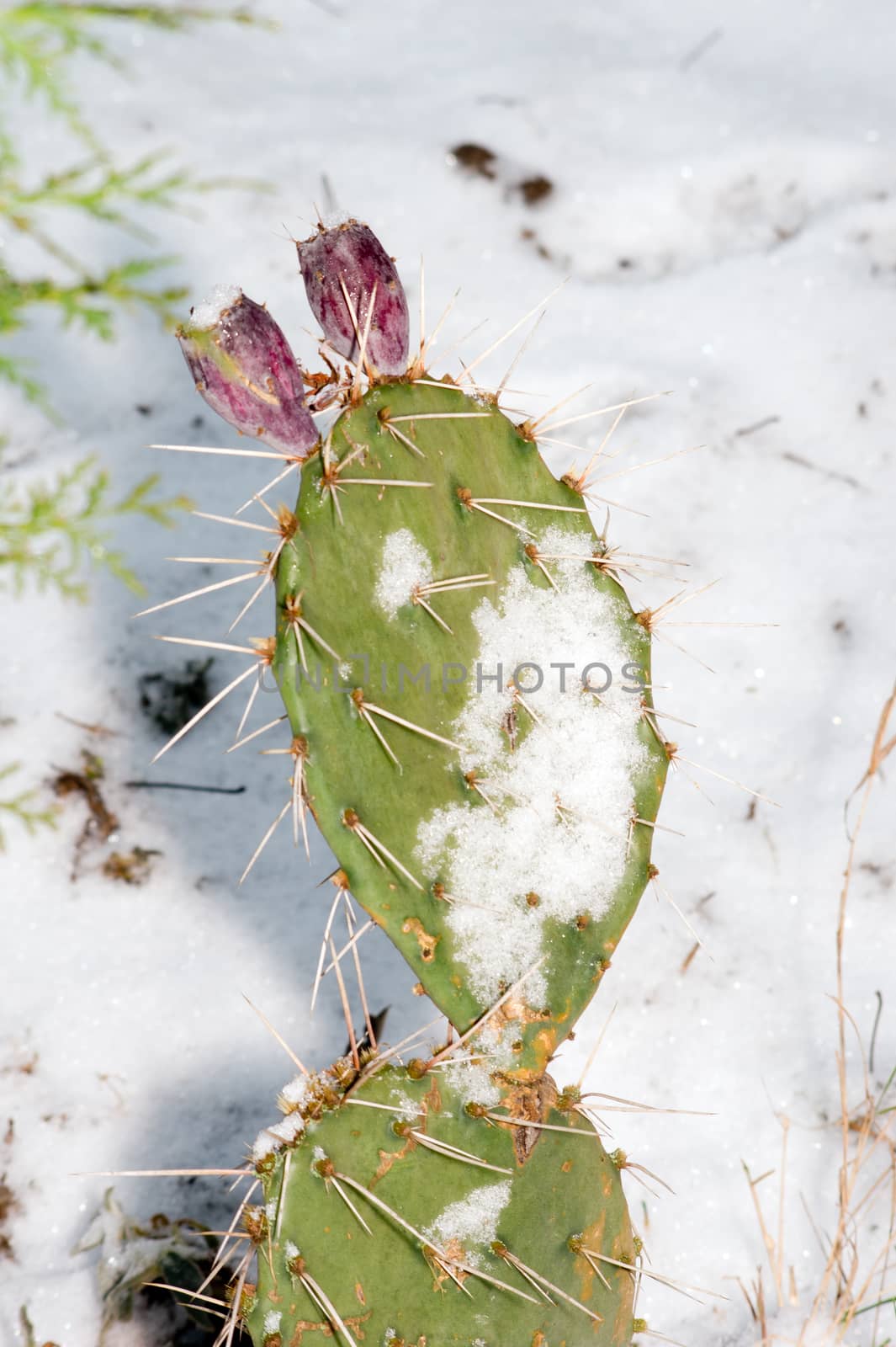 The cactus in the winter. by dadalia