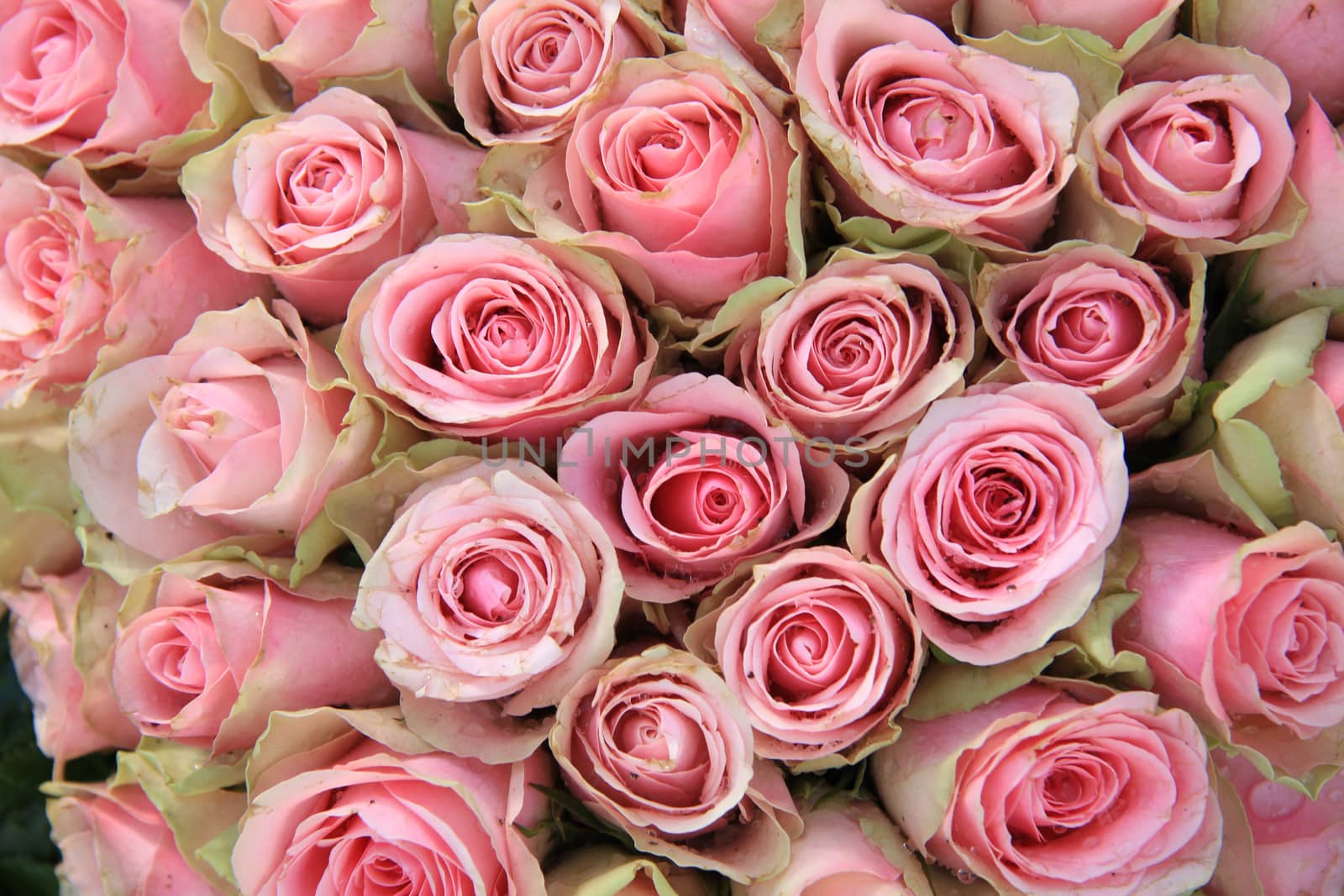 Pink roses in a bridal decorative arrangement