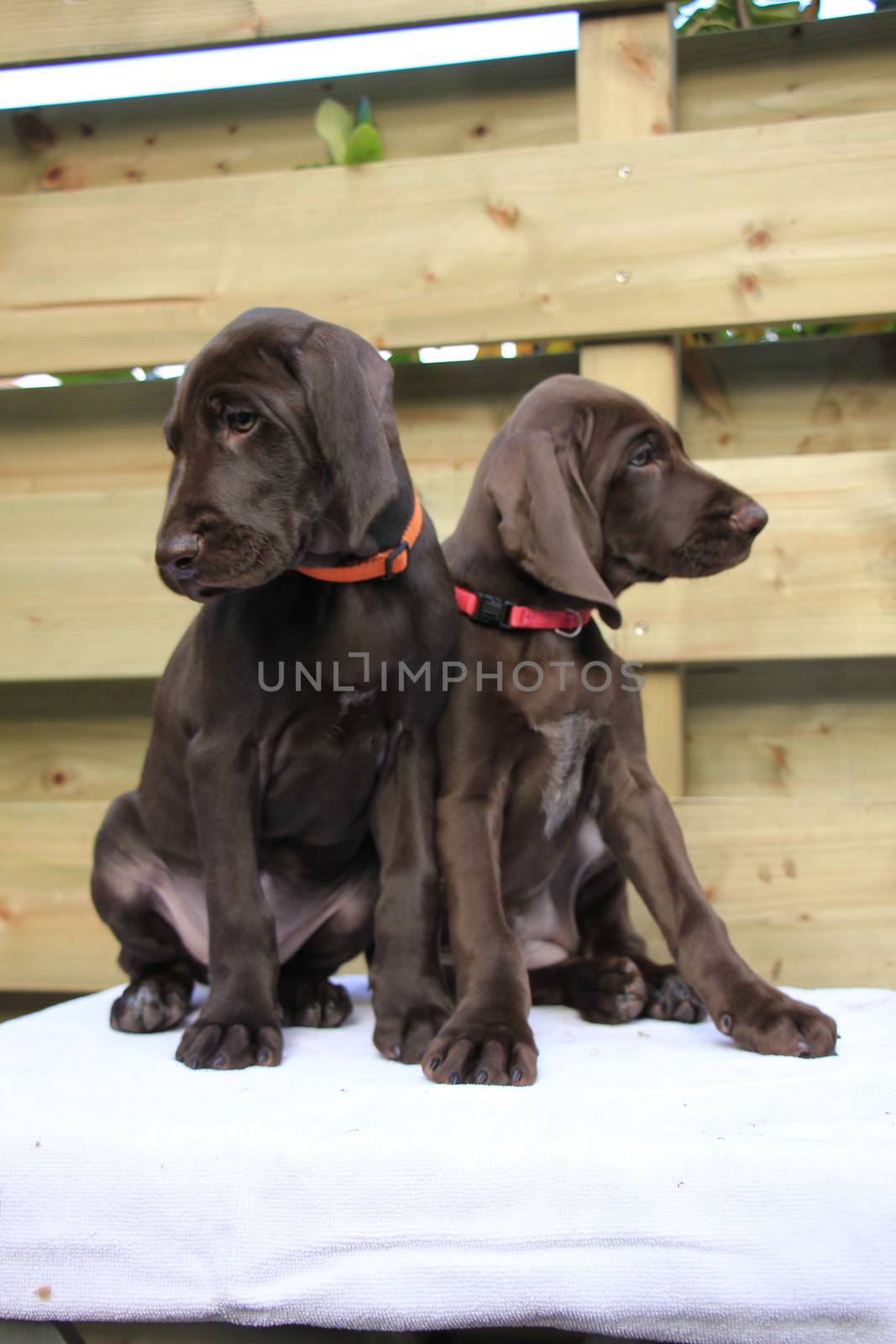 German Shorthaired Pointer Sisters by studioportosabbia
