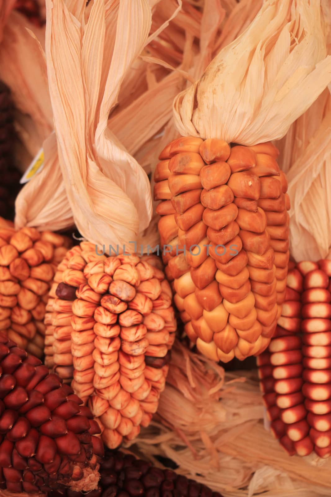 Dried corn for decorative purposes