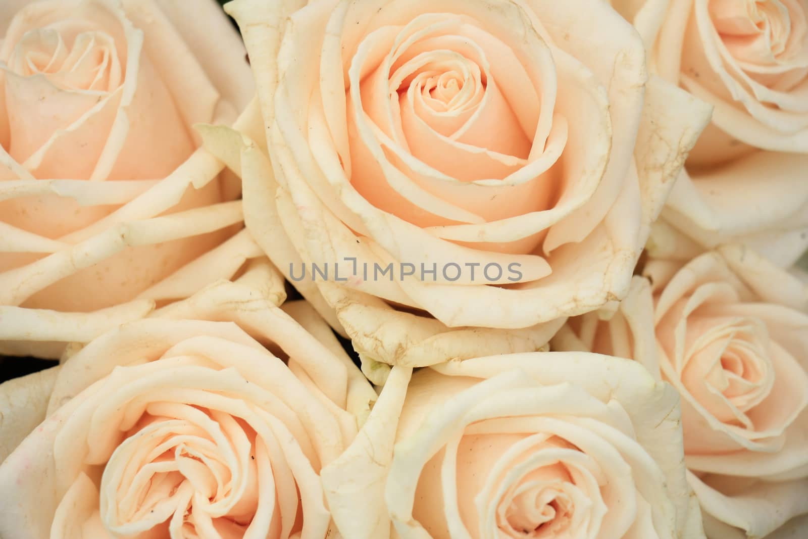 Pale pink roses in a floral arrangement at a wedding