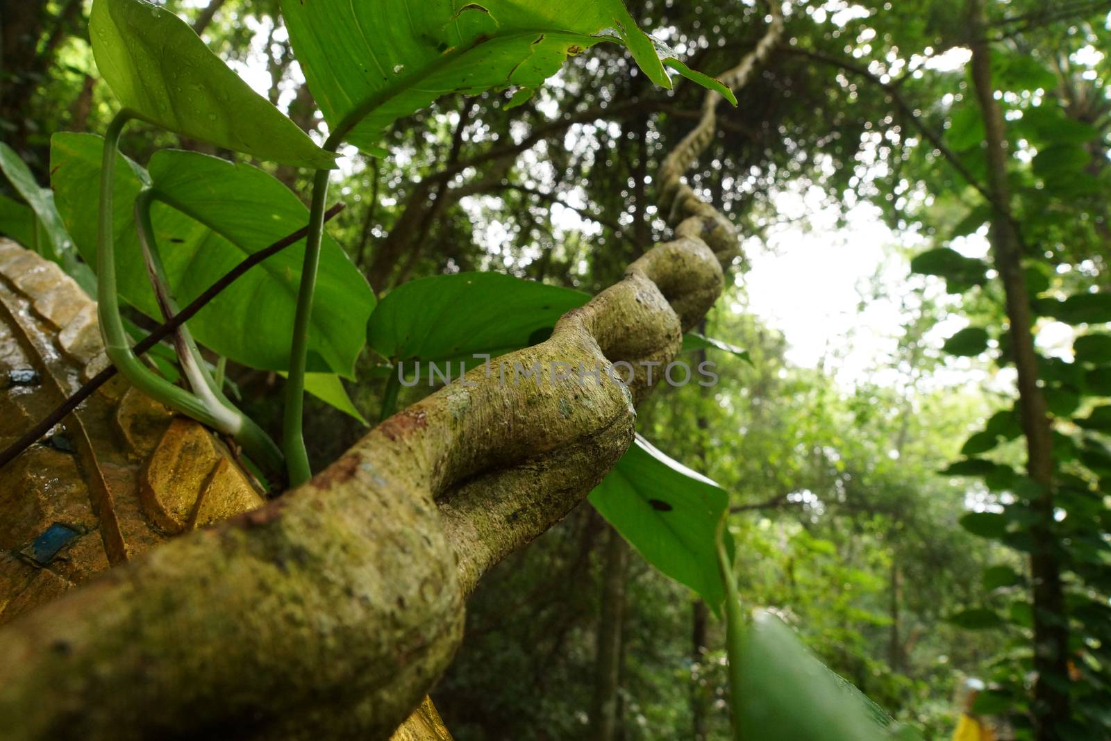 Monkey Ladder lianas (Bauhinia sp.) in tropical rain forest by Noppharat_th