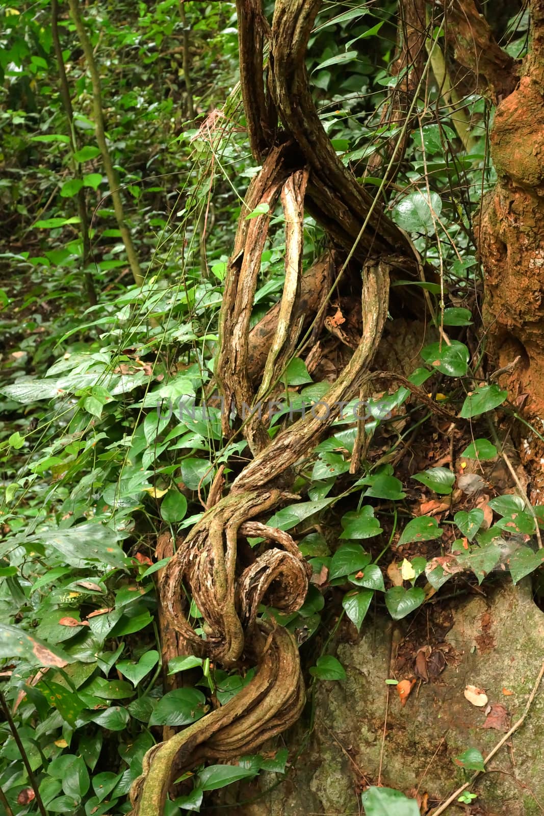 Monkey Ladder lianas (Bauhinia sp.) in tropical rain forest by Noppharat_th