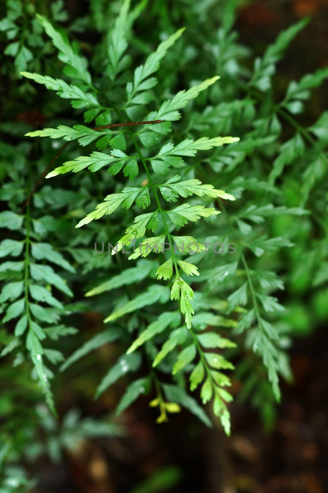 Green fern leaves by Noppharat_th