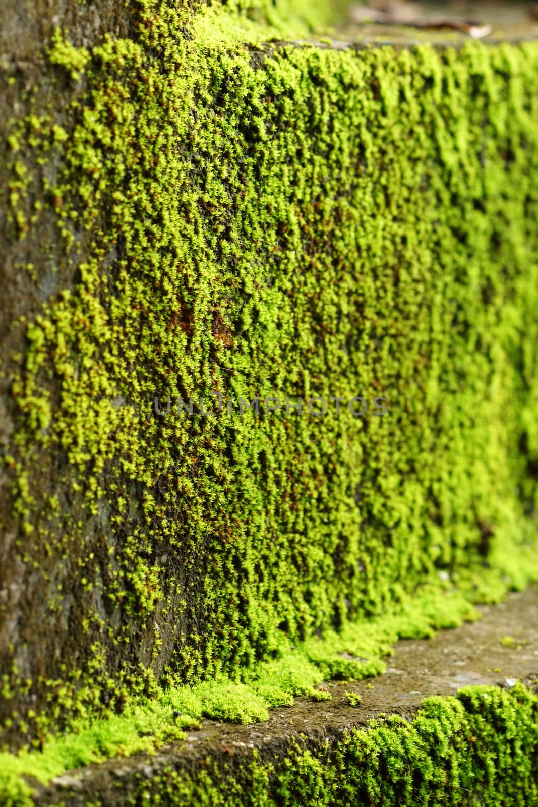 Green moss on the old stairs.