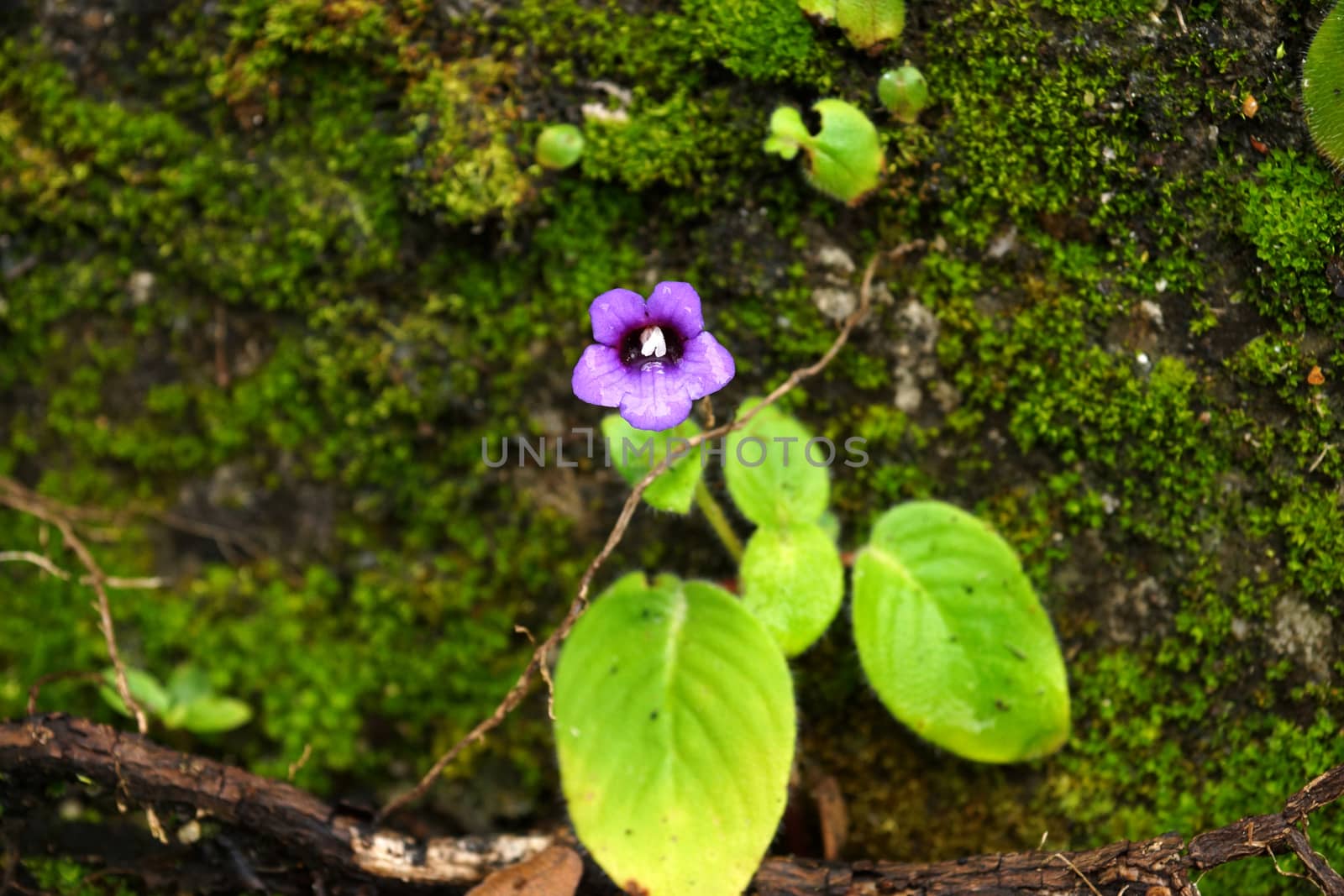 Purple flowers on the rocks by Noppharat_th