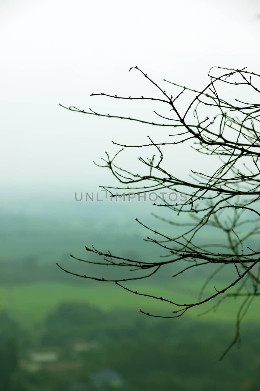 Twigs in winter