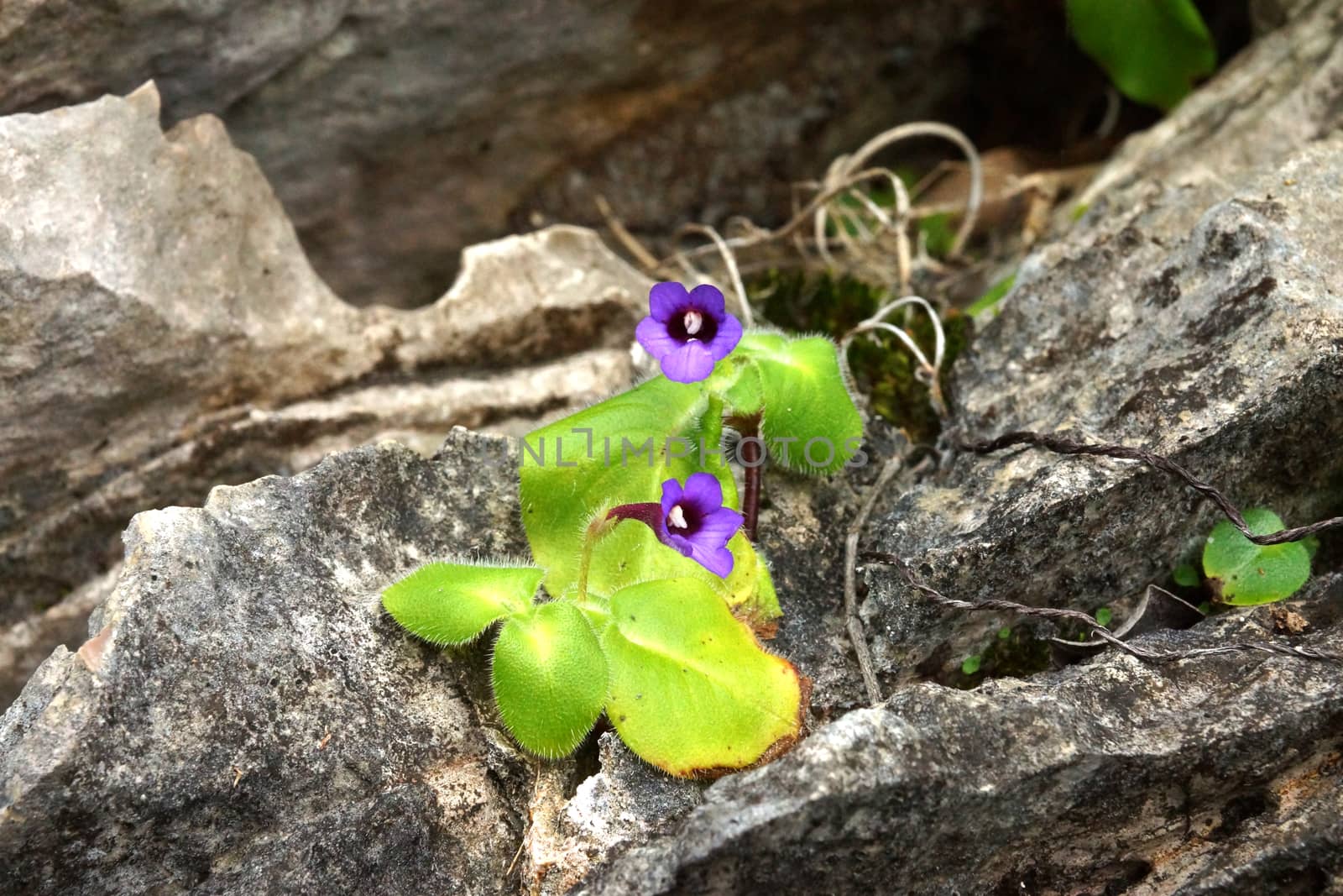 Purple flowers on the rocks by Noppharat_th