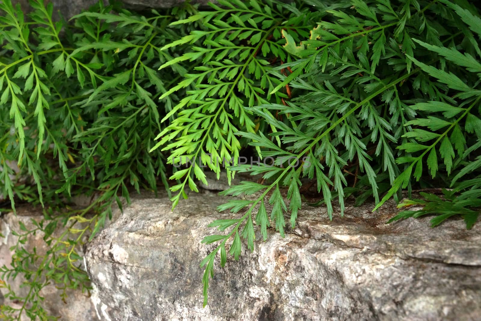 Green fern leaves