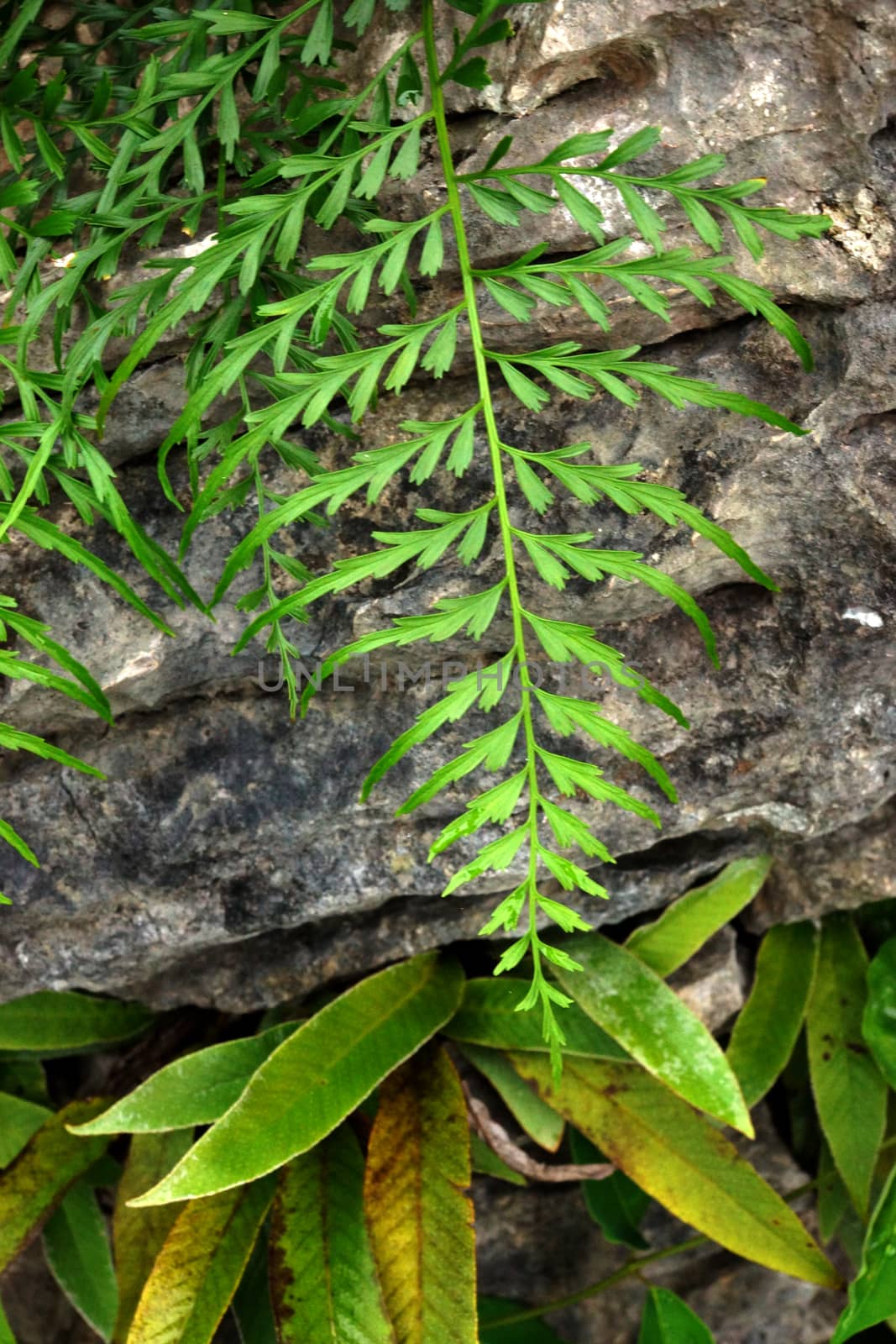 Green fern leaves