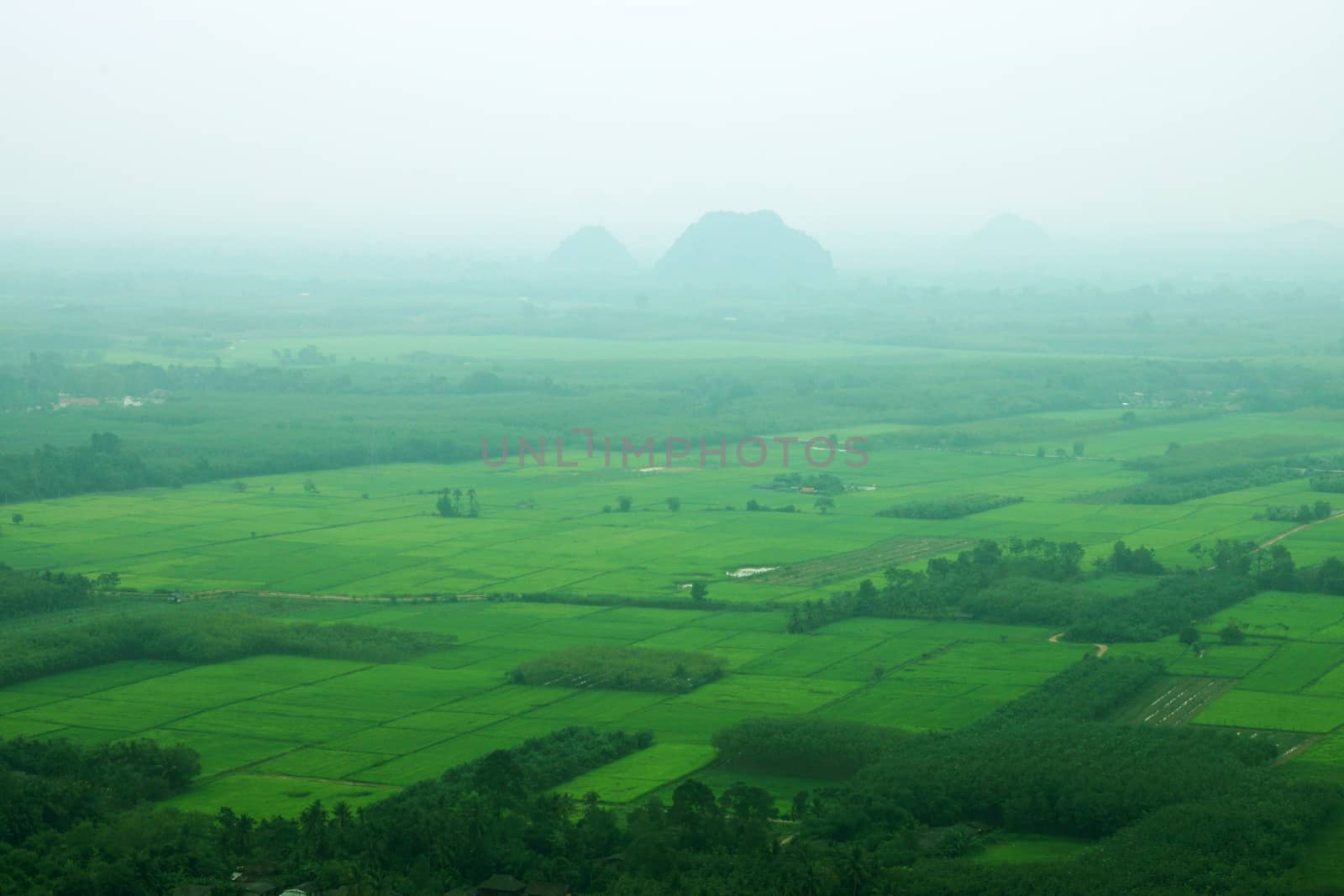 Rice field view from the top of the mountain. South of Thailand