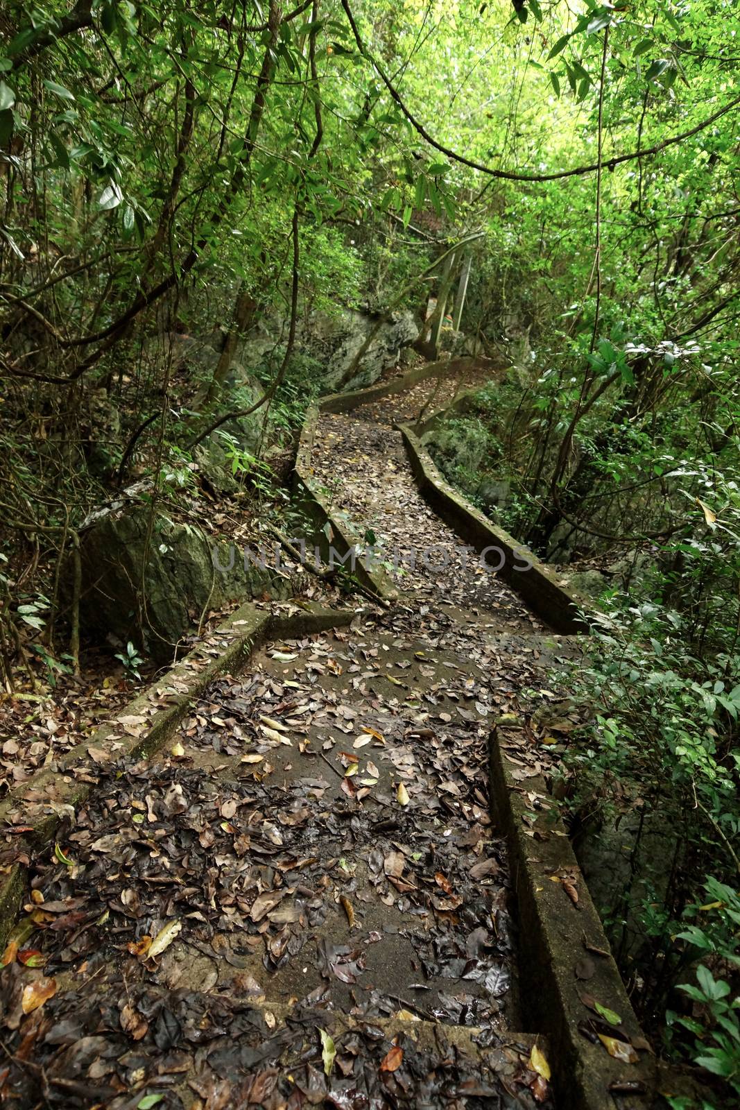 Walking in a desolate forest Botanical gardens