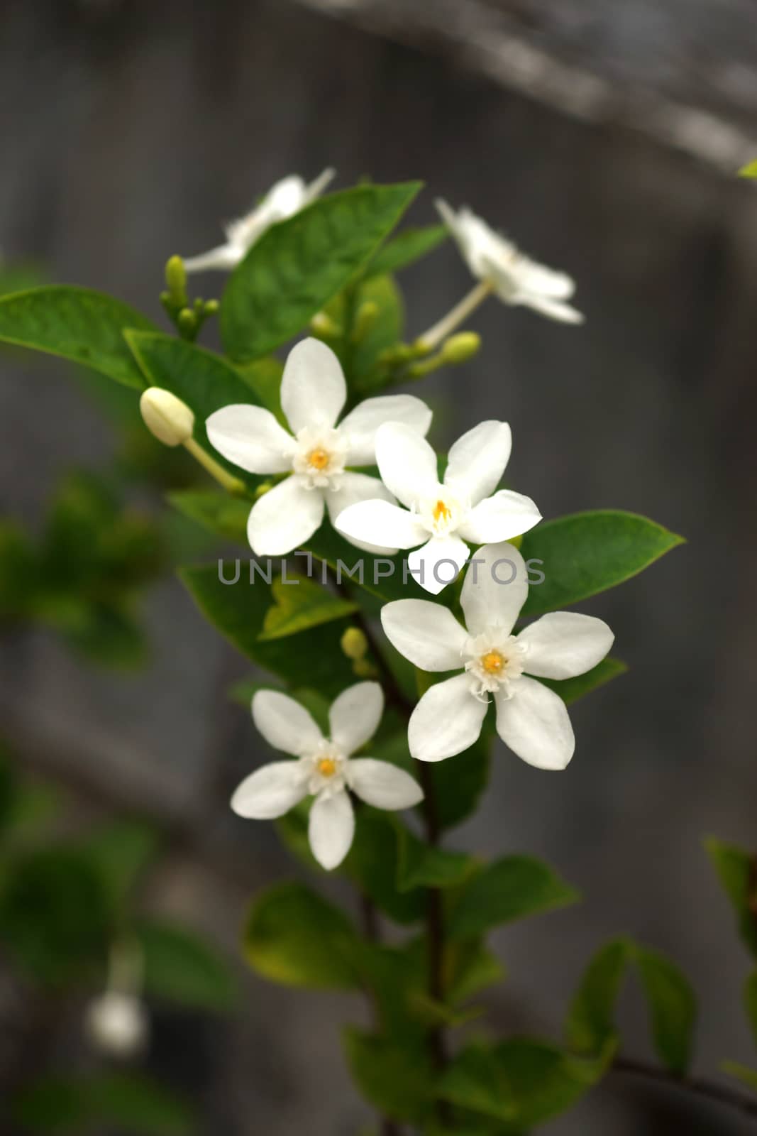 White flowers in a garden by Noppharat_th