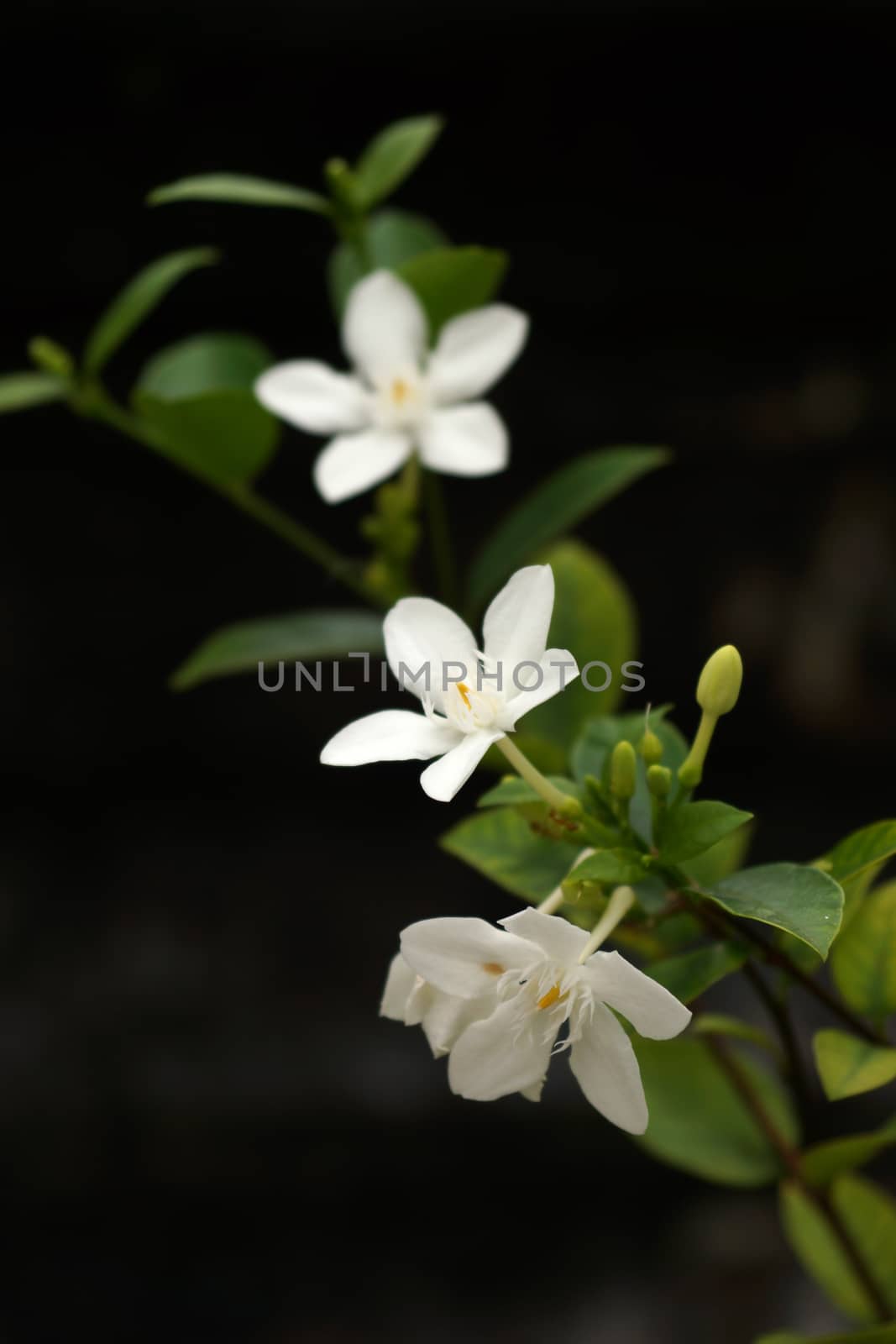 White flowers in a garden by Noppharat_th