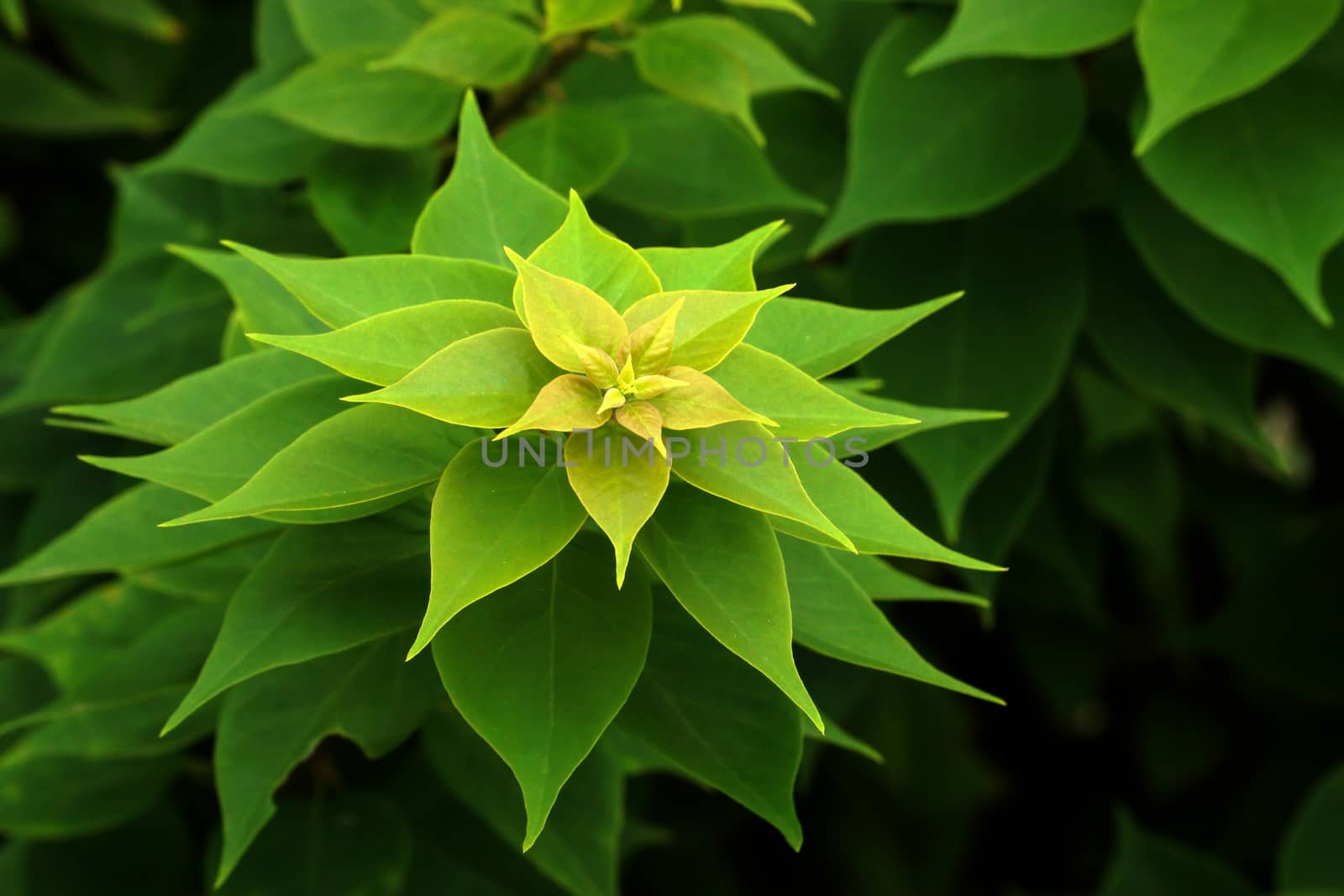 Green leaves with no flowers (bougainvillaea) by Noppharat_th