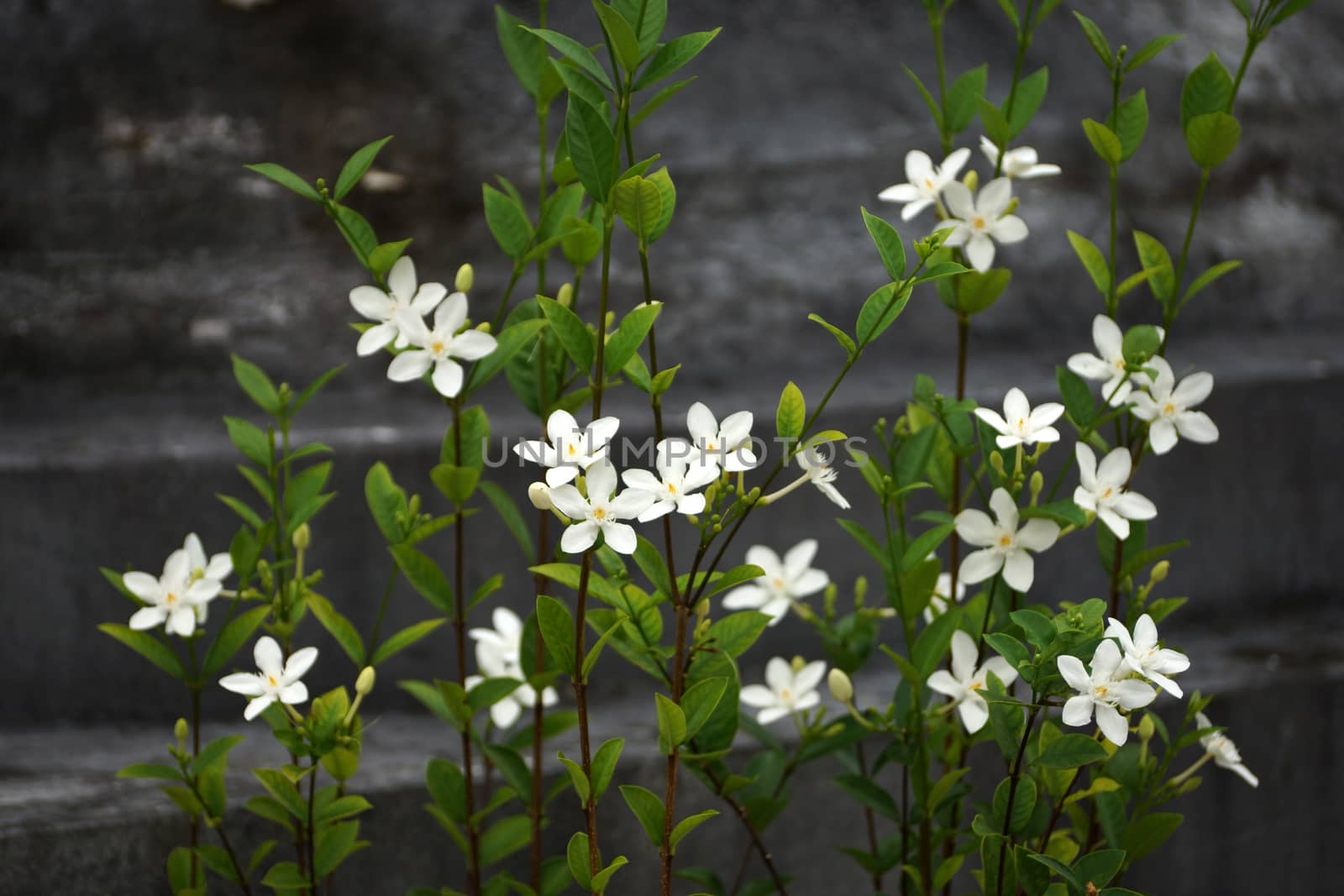 White flowers in a garden by Noppharat_th