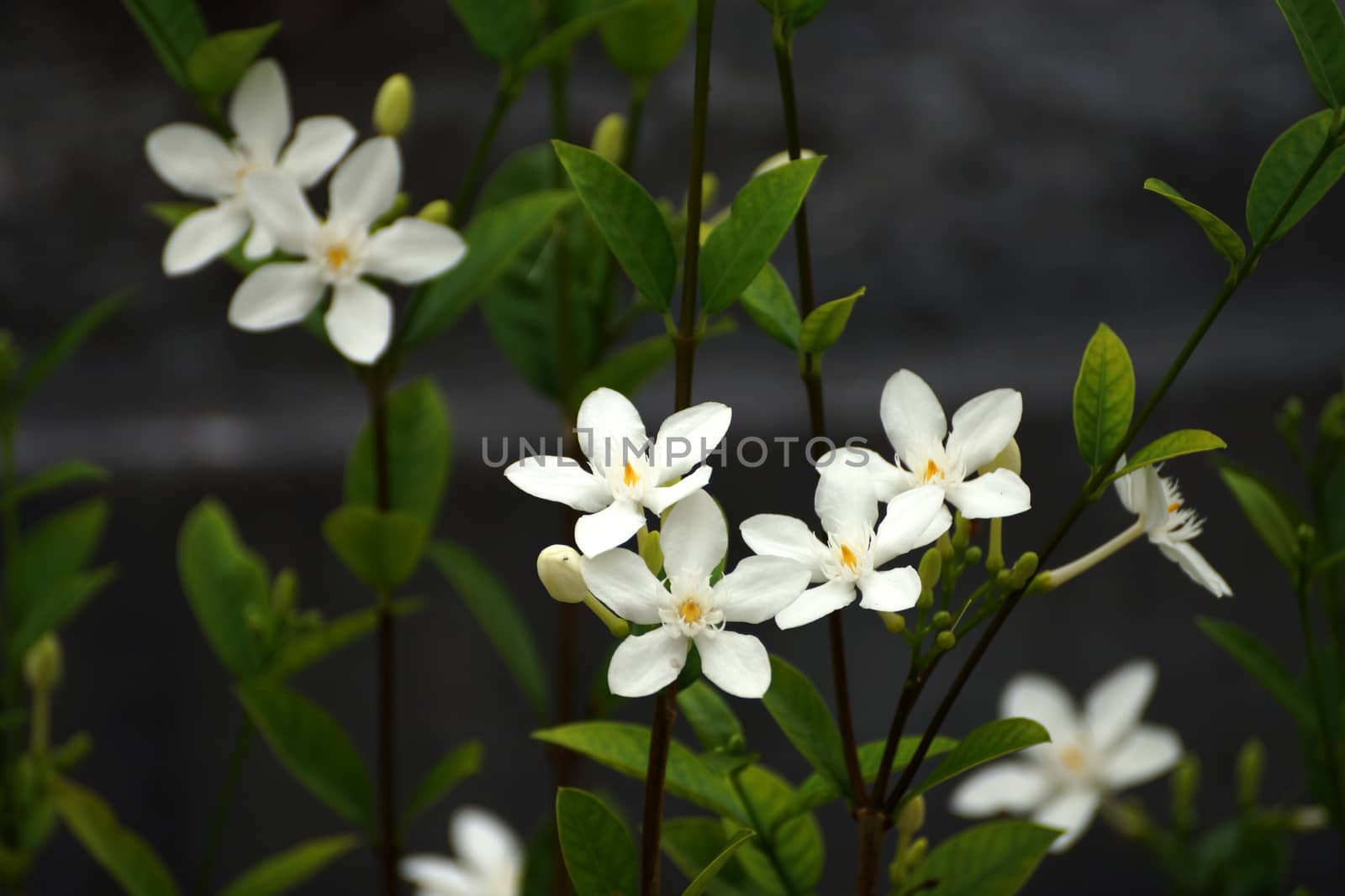 White flowers in a garden by Noppharat_th