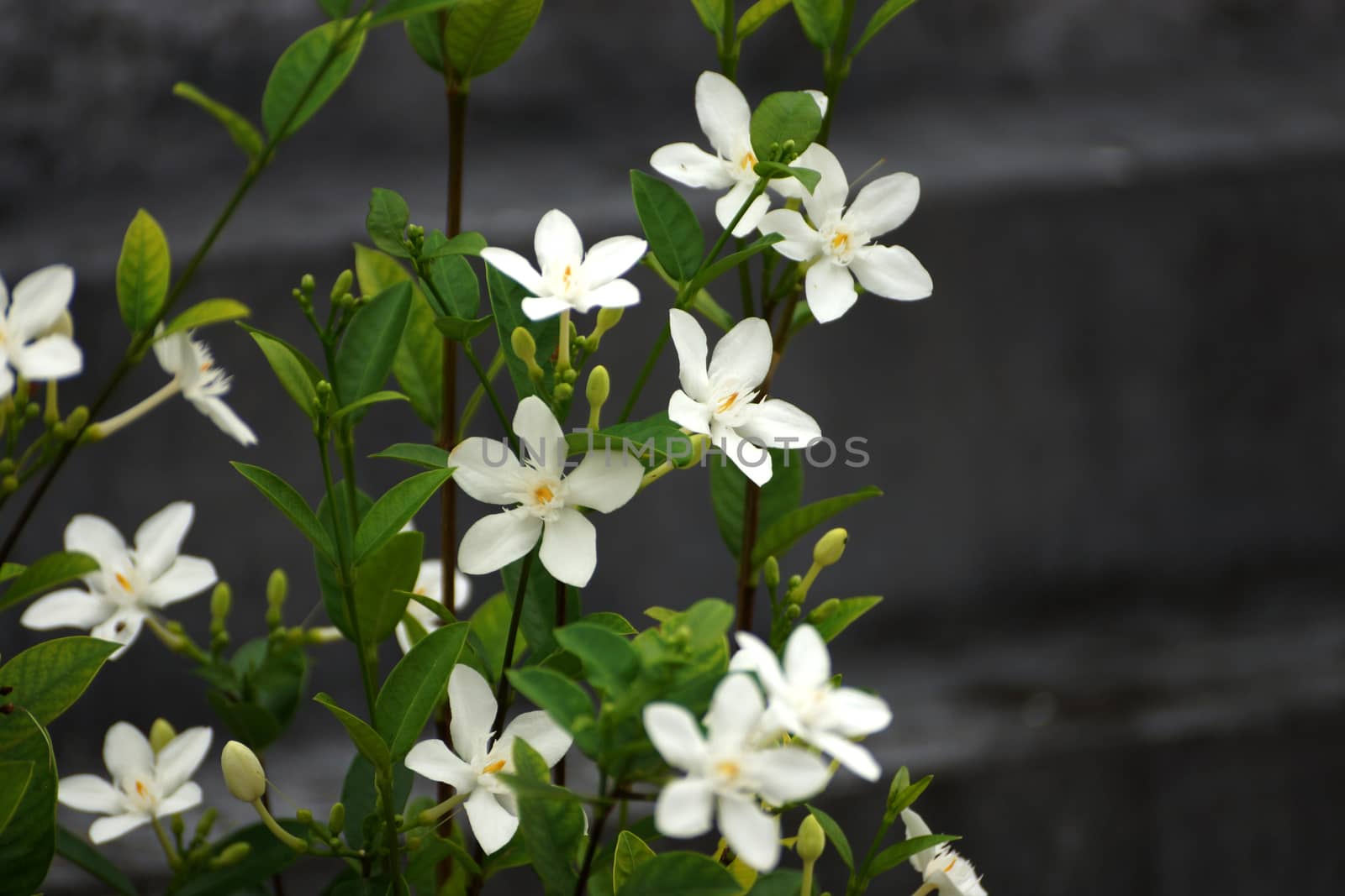 White flowers in a garden