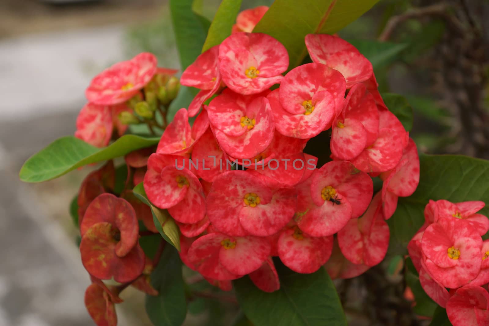 Tree to the prosperity of the Chinese people. Crown of thorns flower. (Euphorbia milli Desmoul)