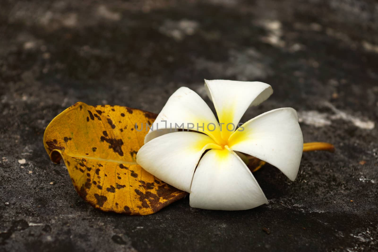 White Frangipani and leaves to wilt.