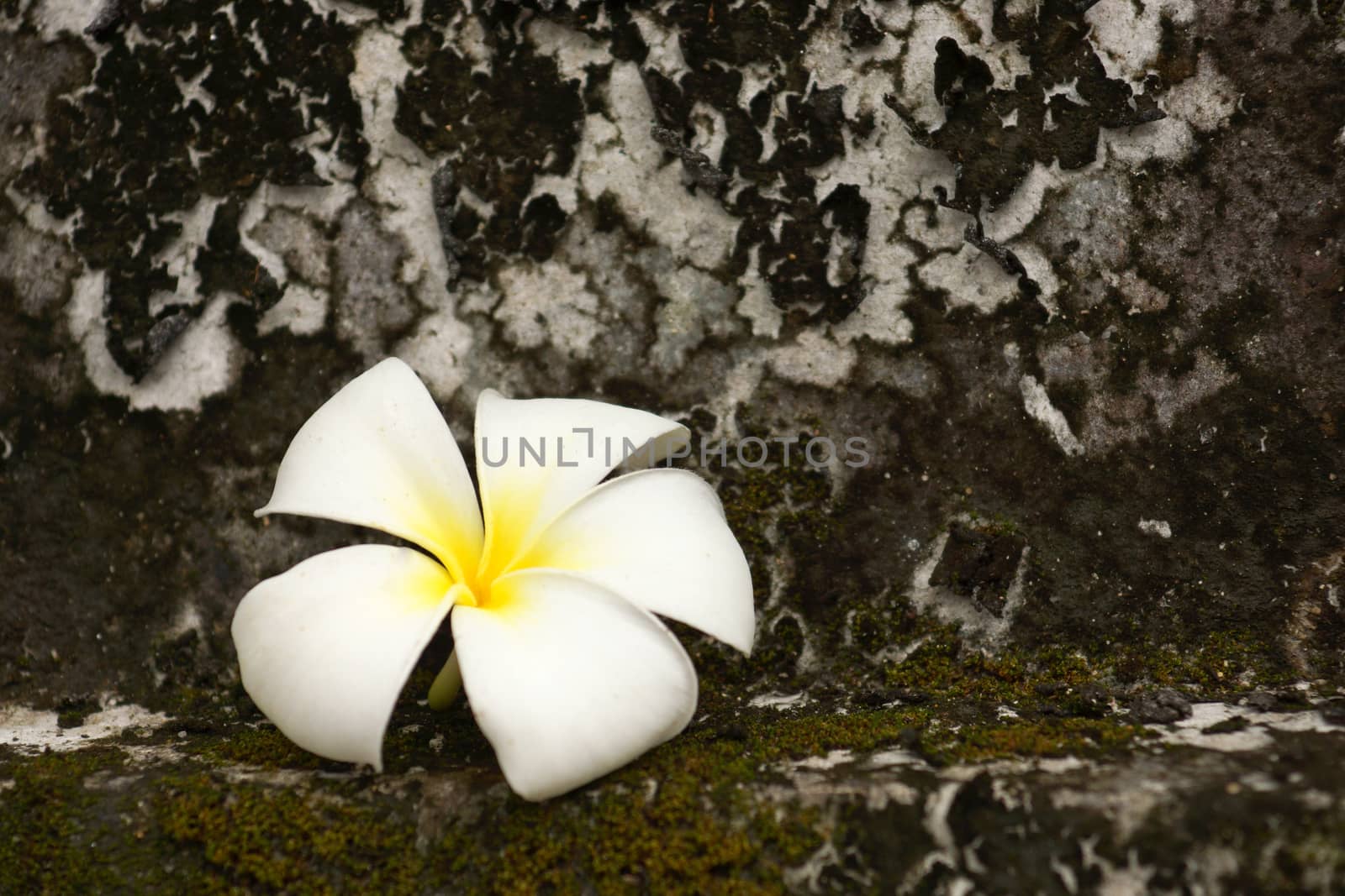 White Frangipani and leaves to wilt.