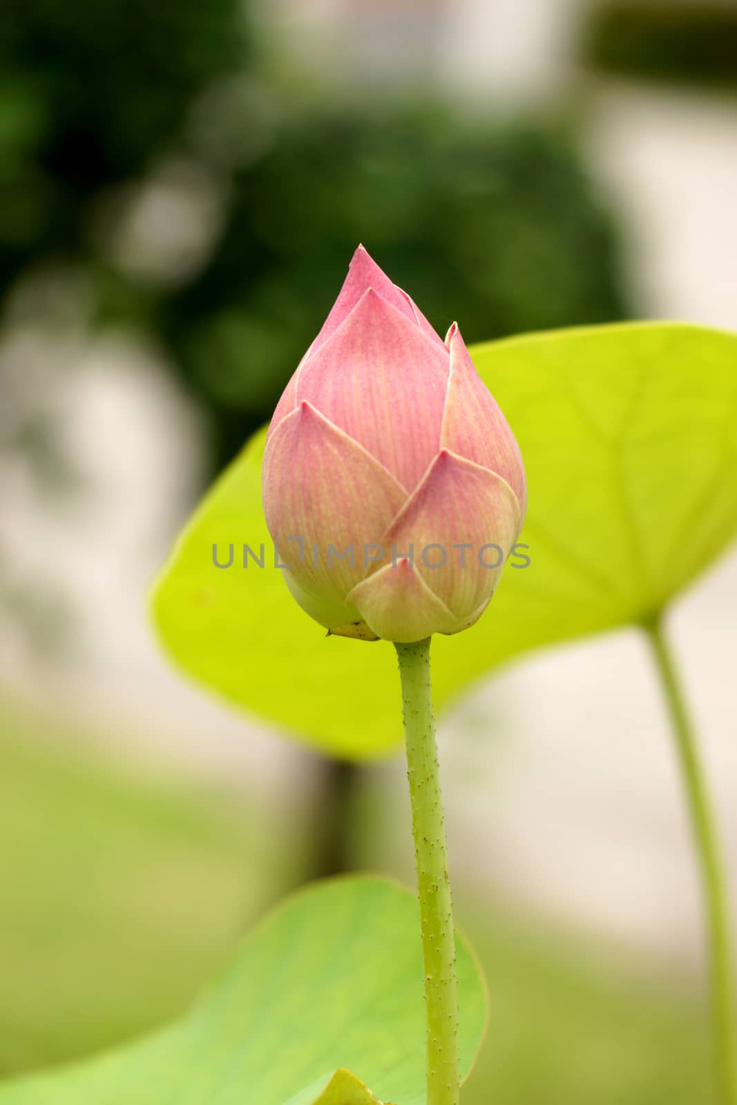 Beautiful lotus by Noppharat_th