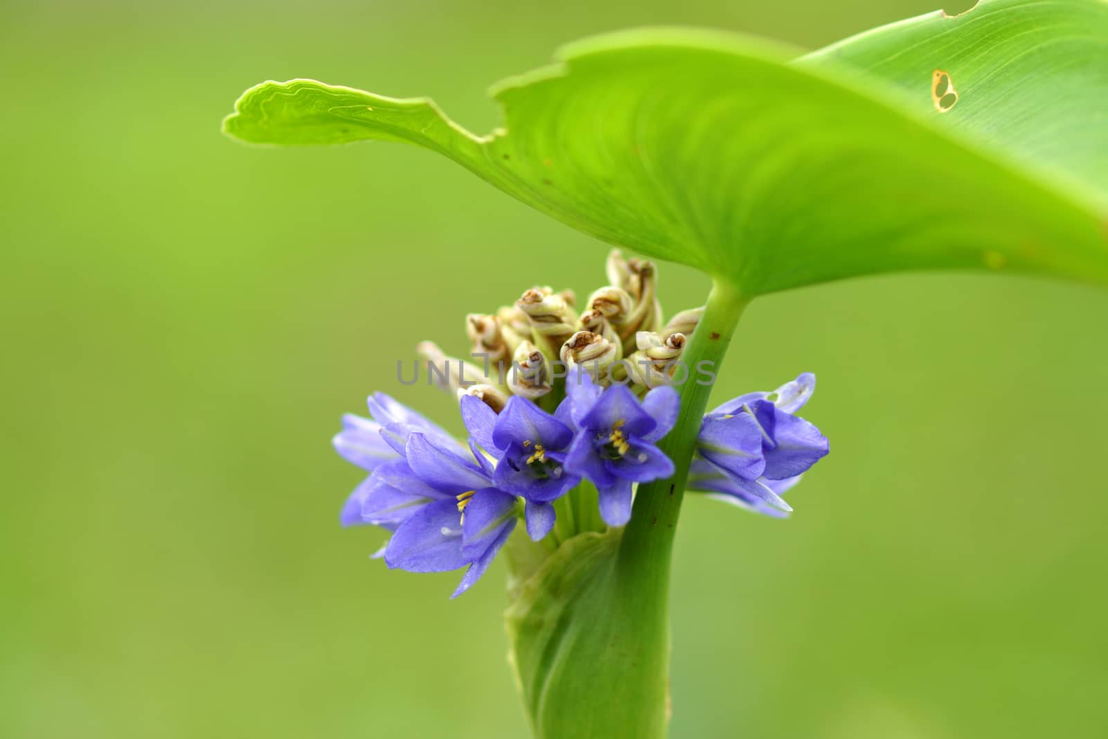 Flowers purple of Monochoria arrowleaf falsepickerelweed.