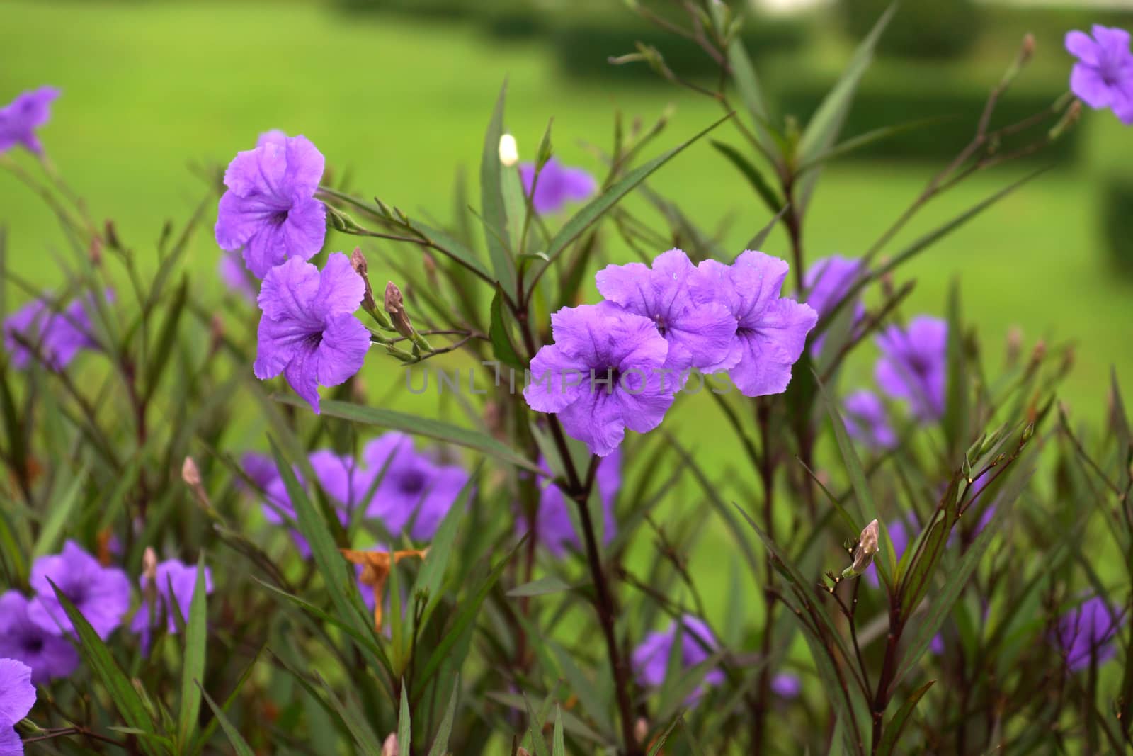 Purple flowers in the garden by Noppharat_th