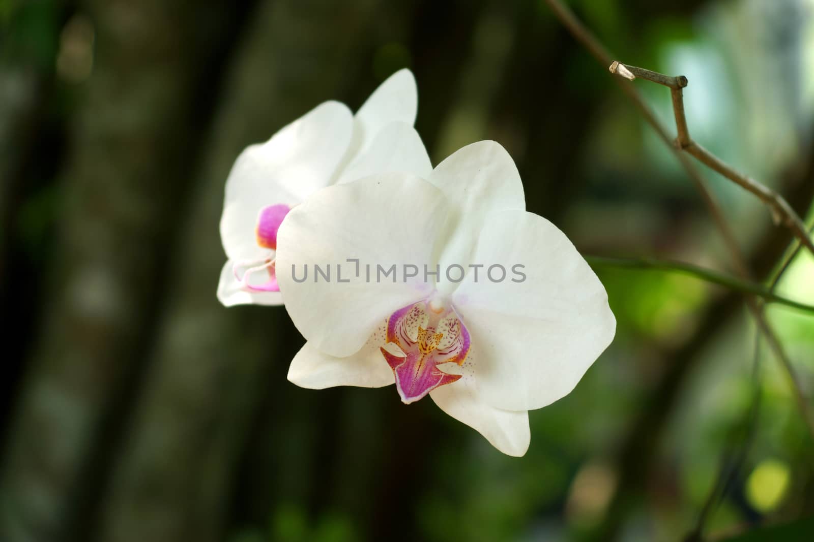 Beautiful white orchid - phalaenopsis by Noppharat_th