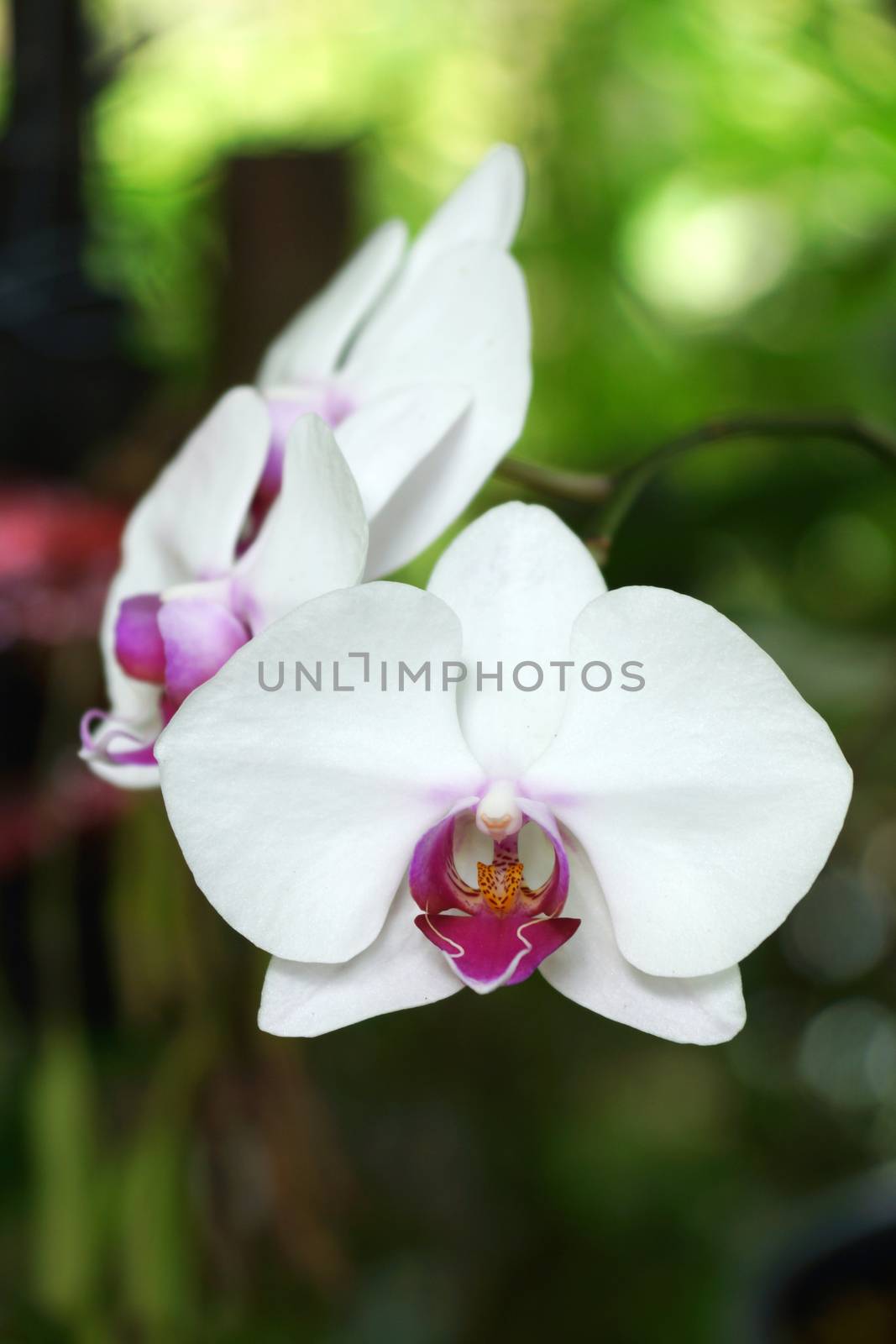 Beautiful white orchid - phalaenopsis