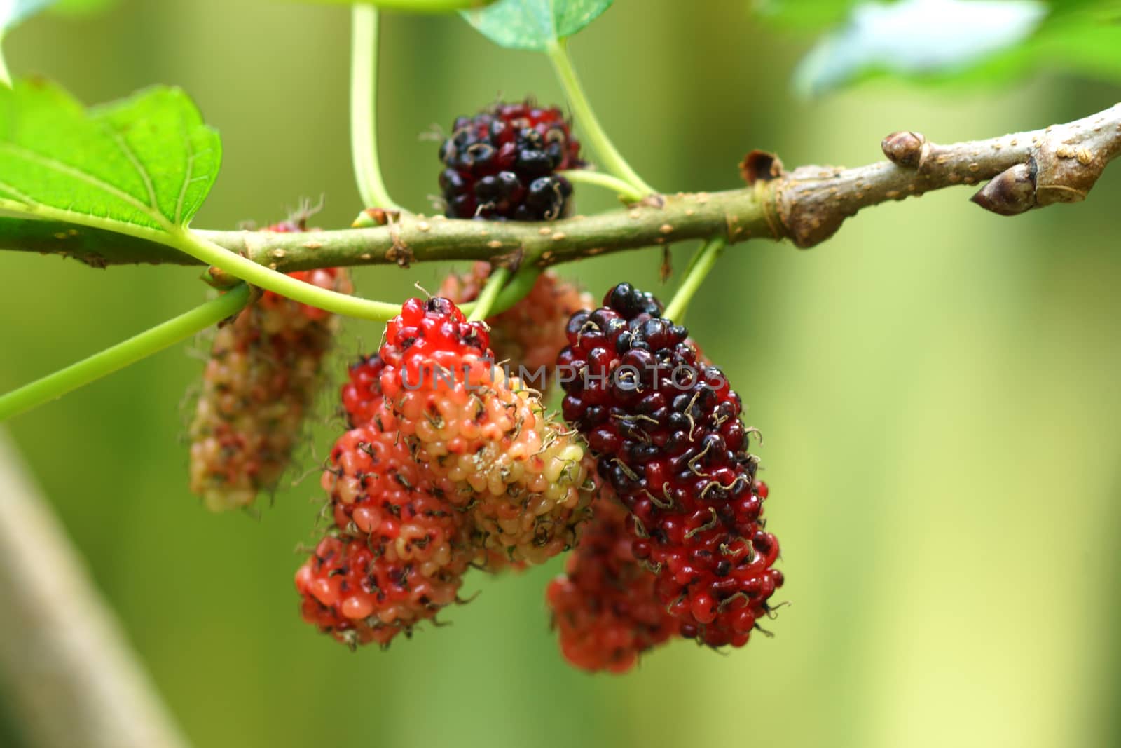 Red Mulberry to ripe on tree by Noppharat_th