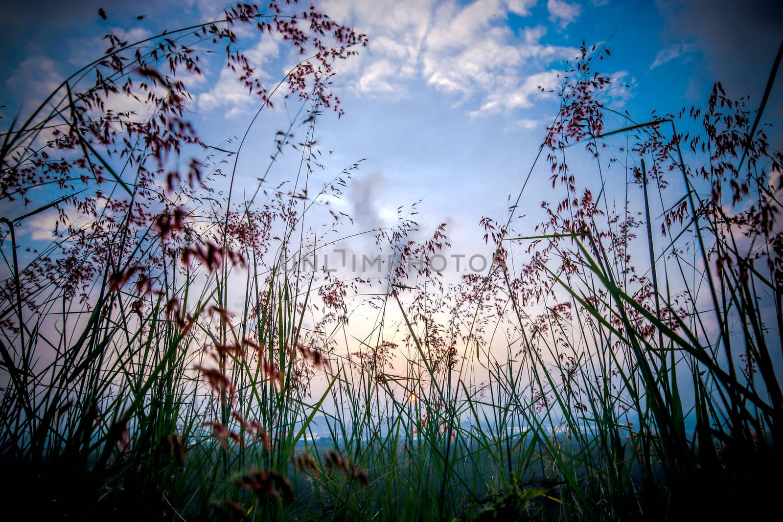 wild grass in sunset counterlight