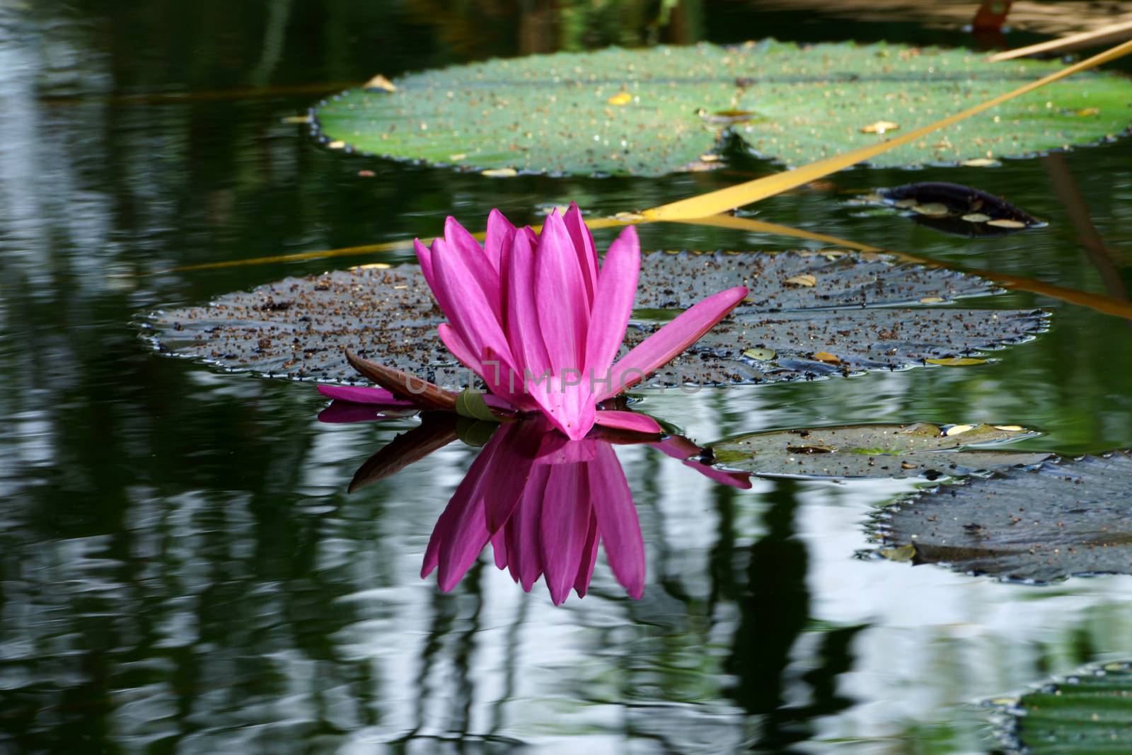 Beautiful pink waterlily or lotus flower. by Noppharat_th