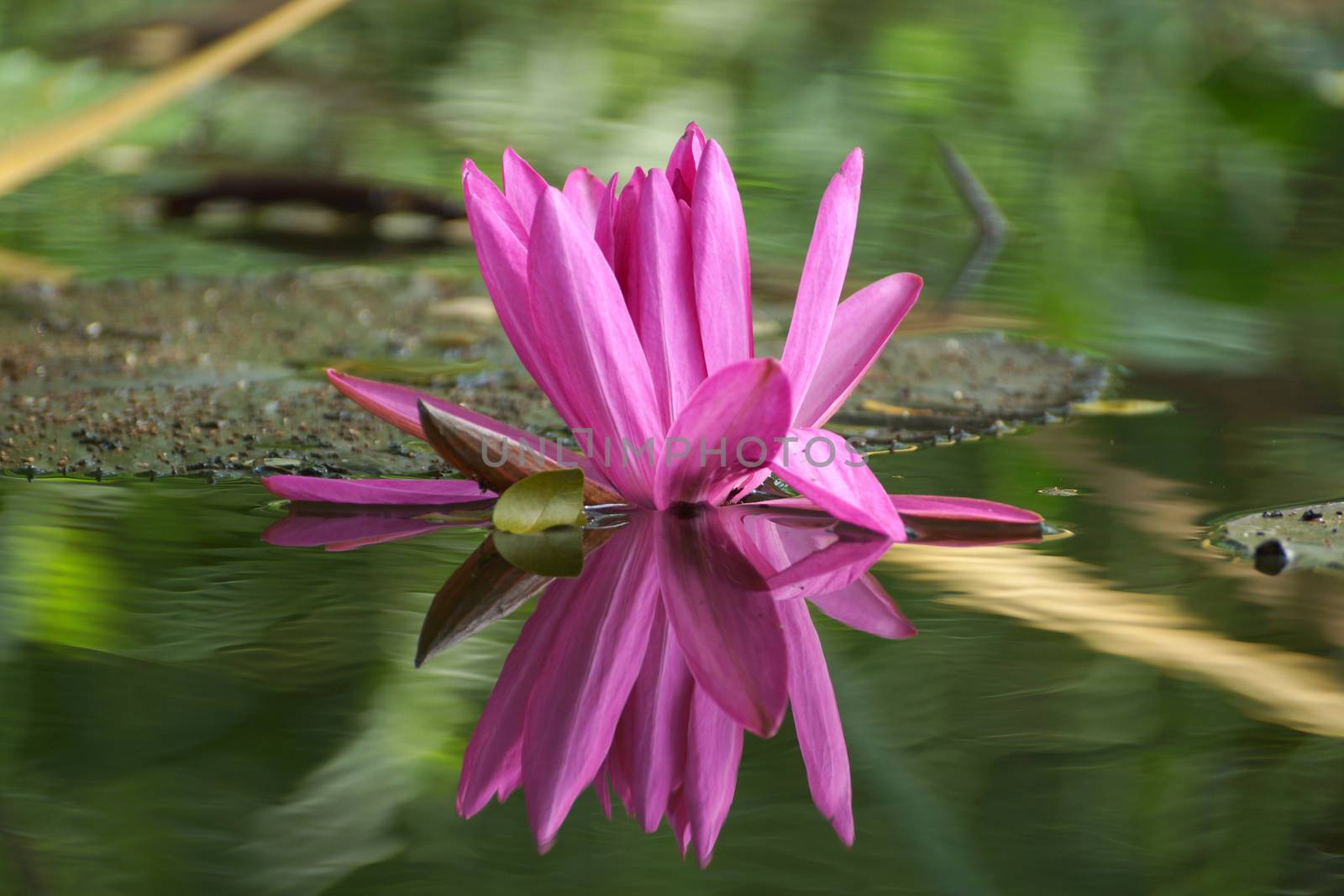 Beautiful pink waterlily or lotus flower.