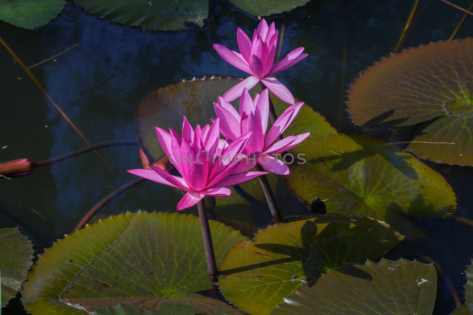 Beautiful pink waterlily or lotus flower. by Noppharat_th