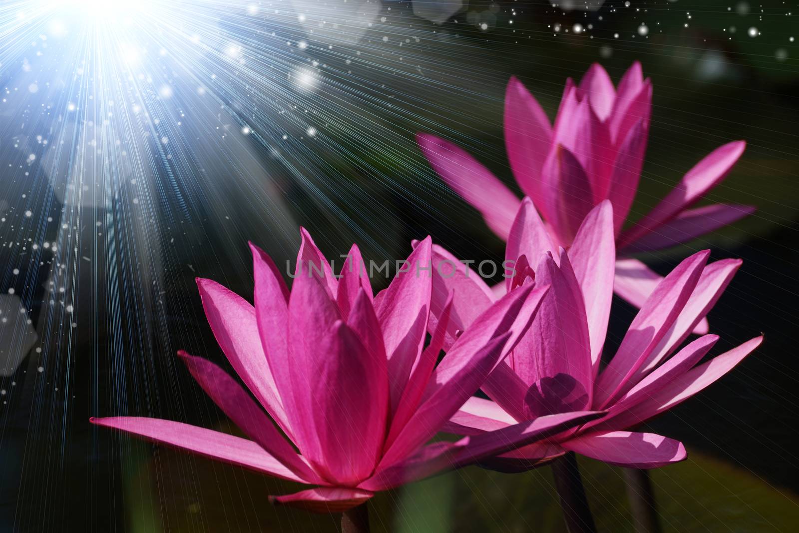 Beautiful pink waterlily or lotus flower.