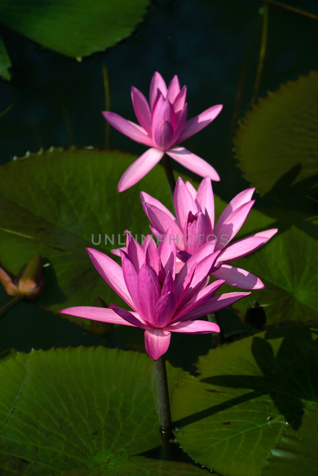 Beautiful pink waterlily or lotus flower. by Noppharat_th