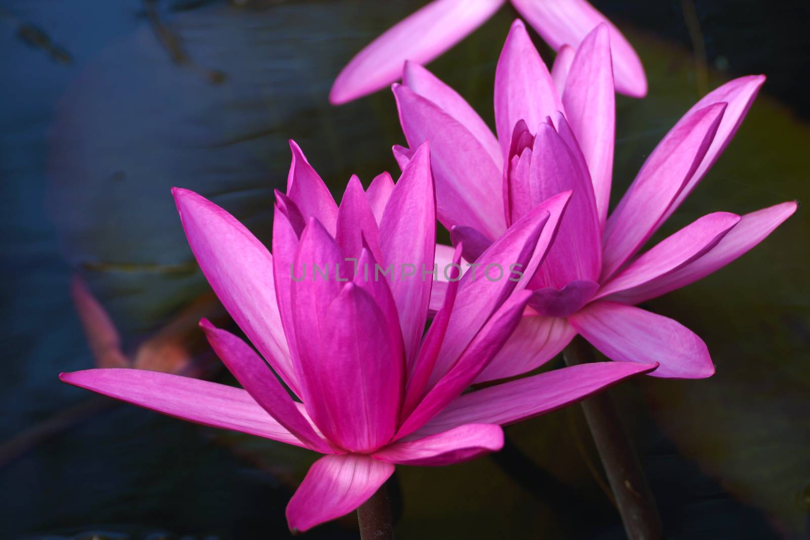 Beautiful pink waterlily or lotus flower.